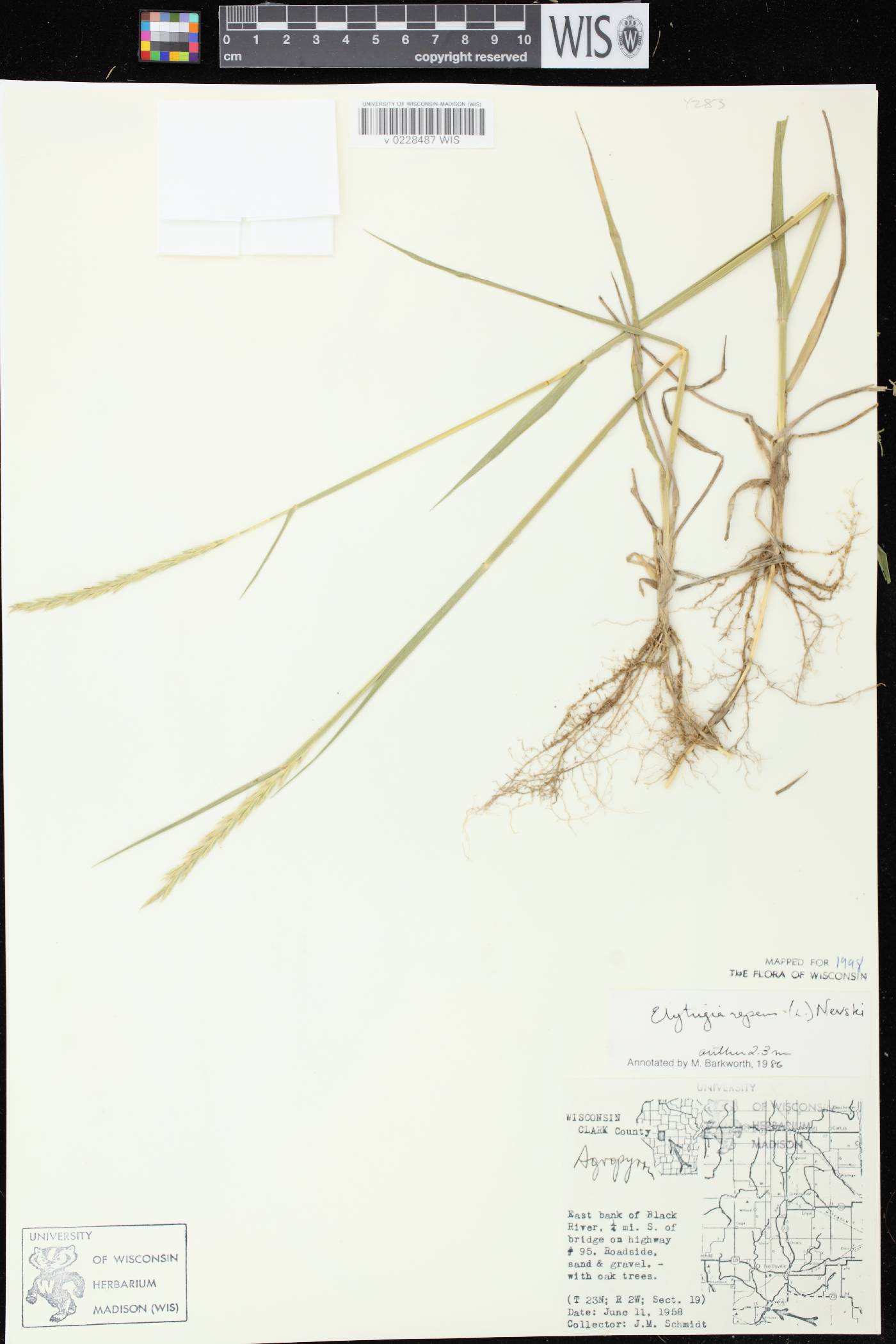 Elymus repens image