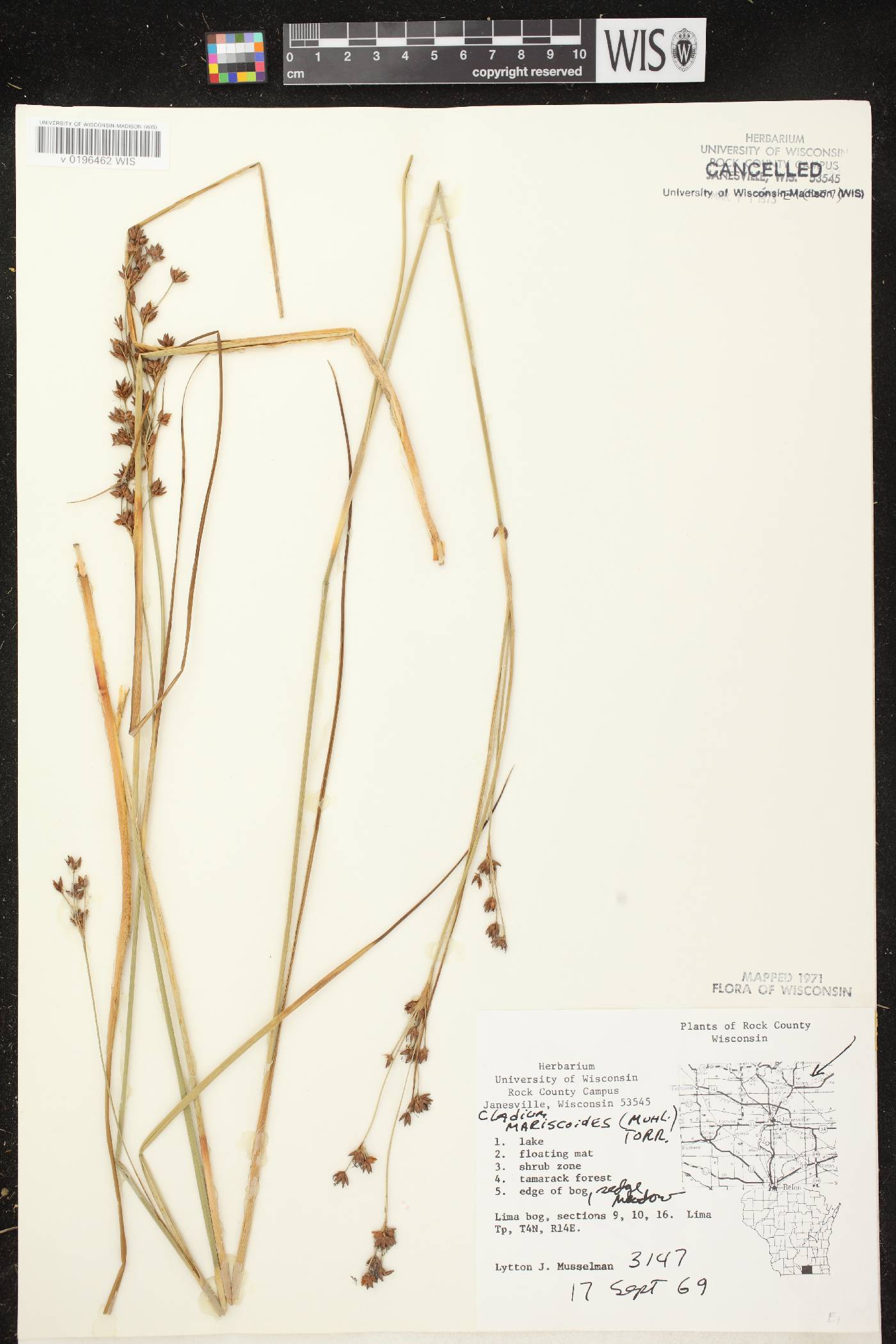 Cladium mariscoides image
