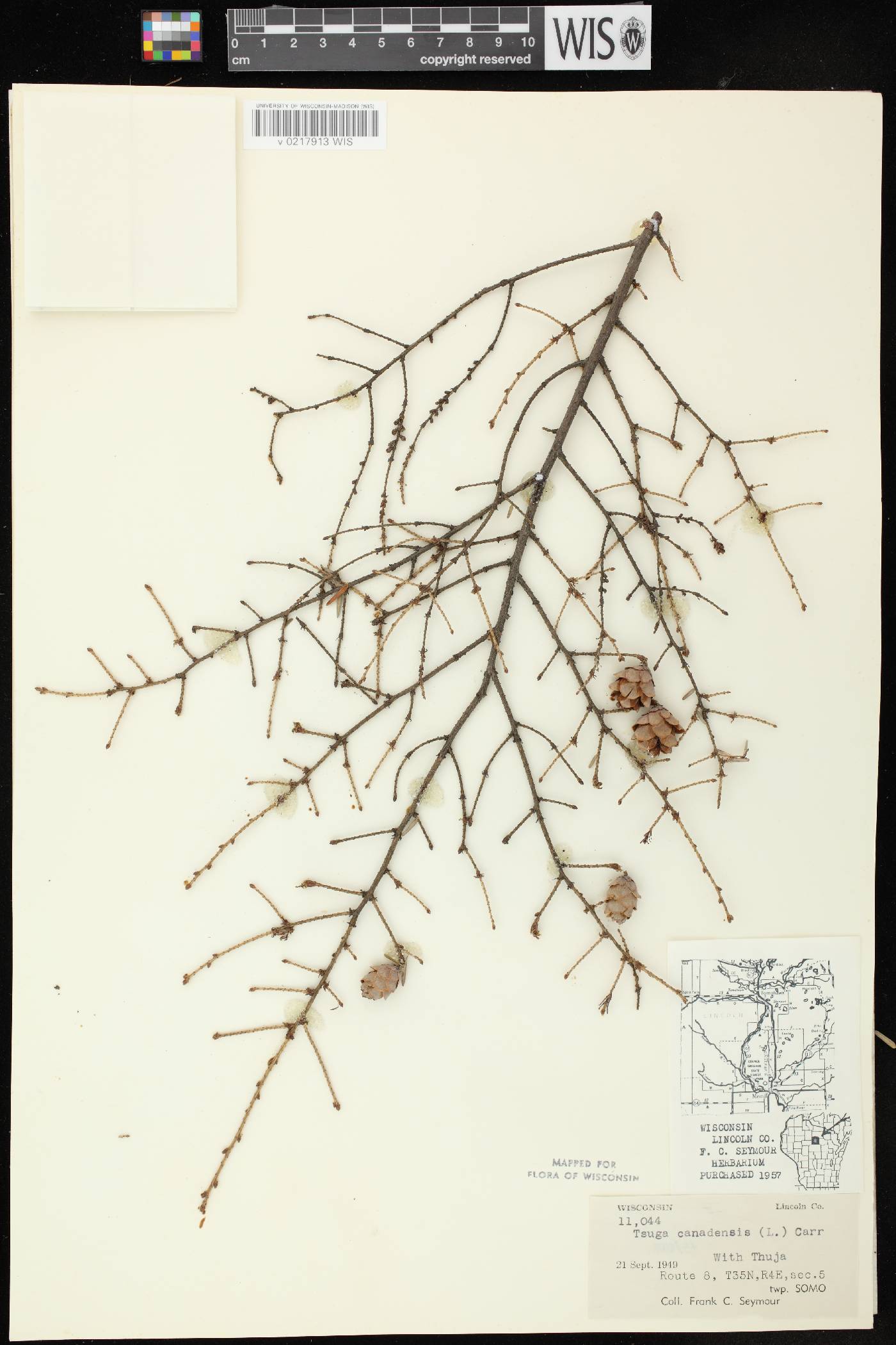 Tsuga canadensis image
