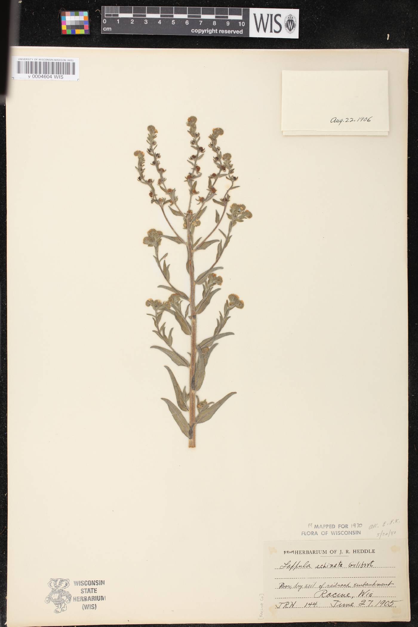 Lappula squarrosa image