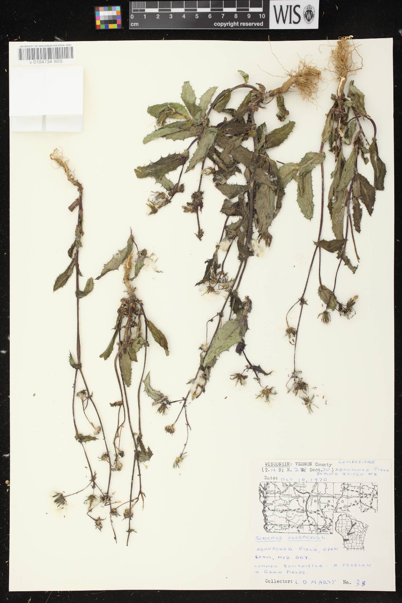 Sonchus oleraceus image