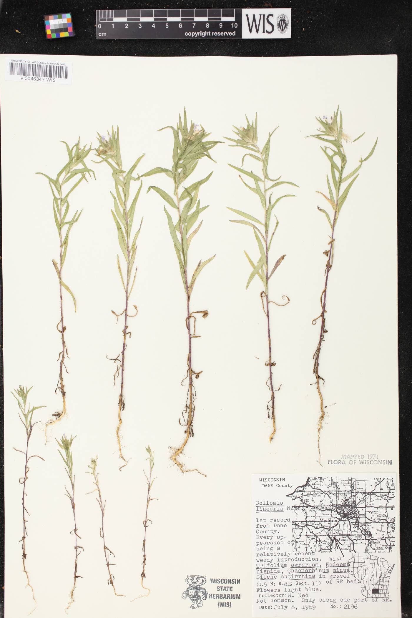 Collomia linearis image