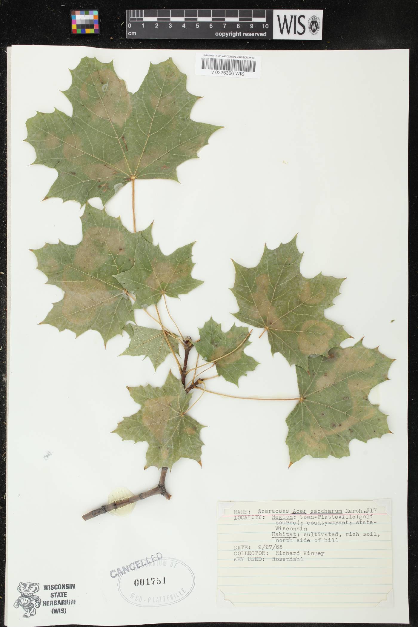 Acer saccharum image