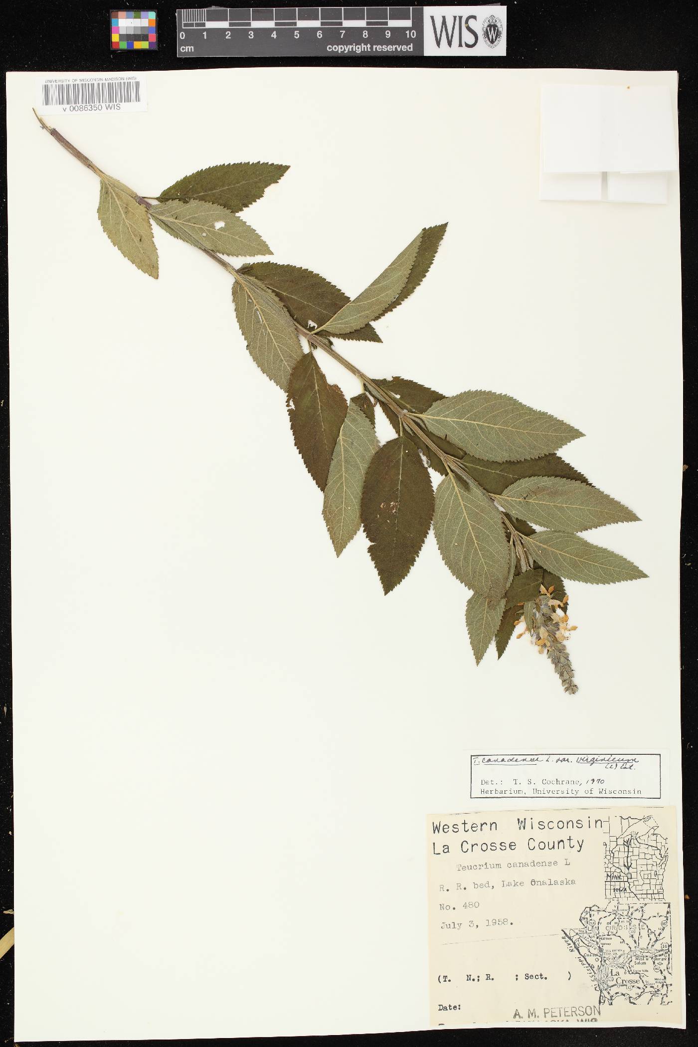 Teucrium canadense image
