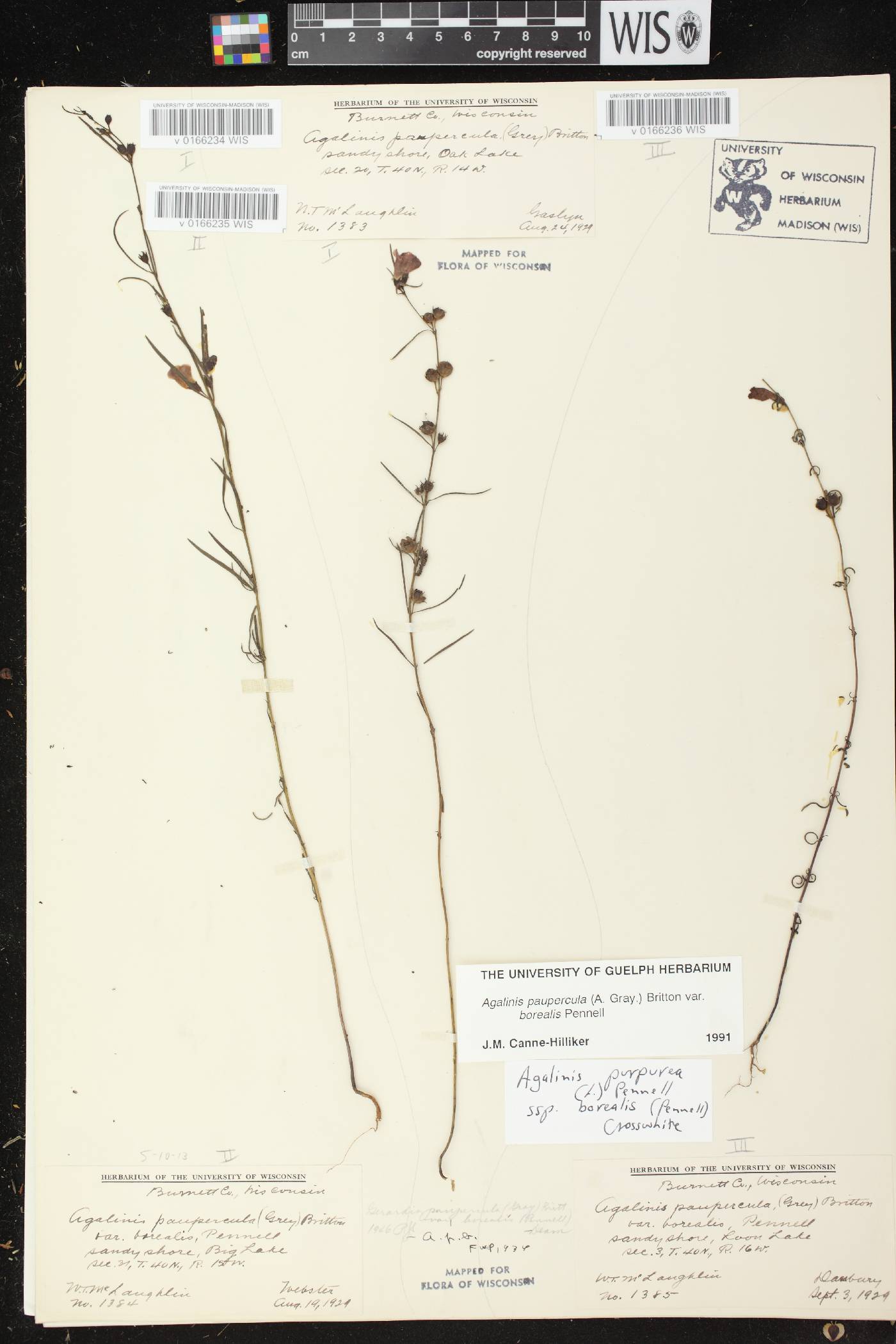 Agalinis paupercula var. borealis image