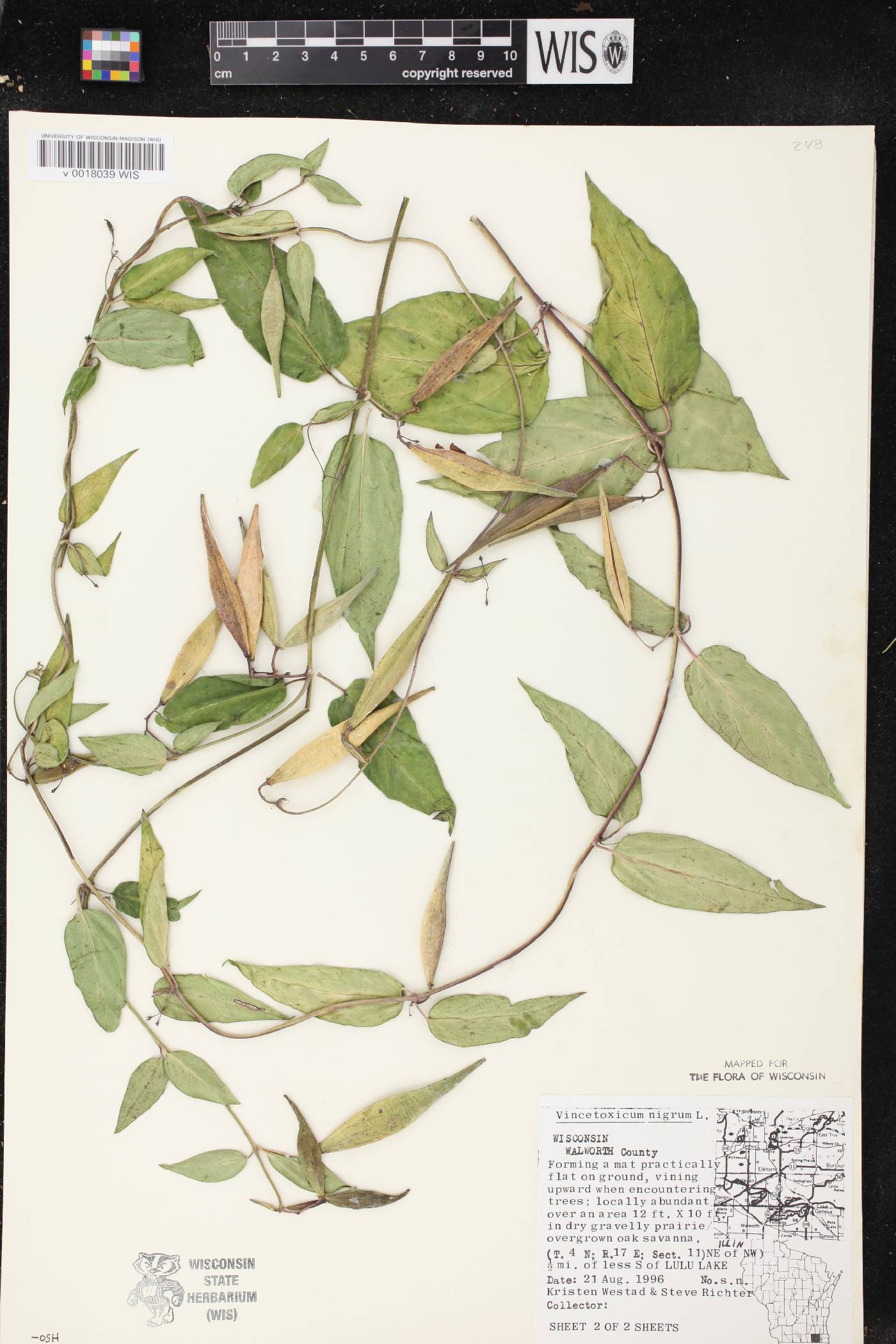 Vincetoxicum nigrum image