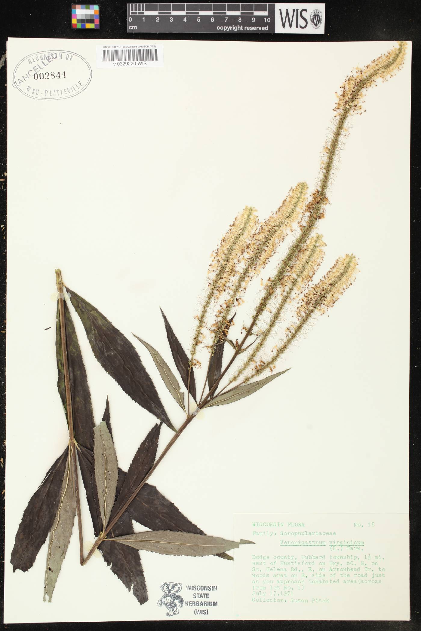 Veronicastrum virginicum image