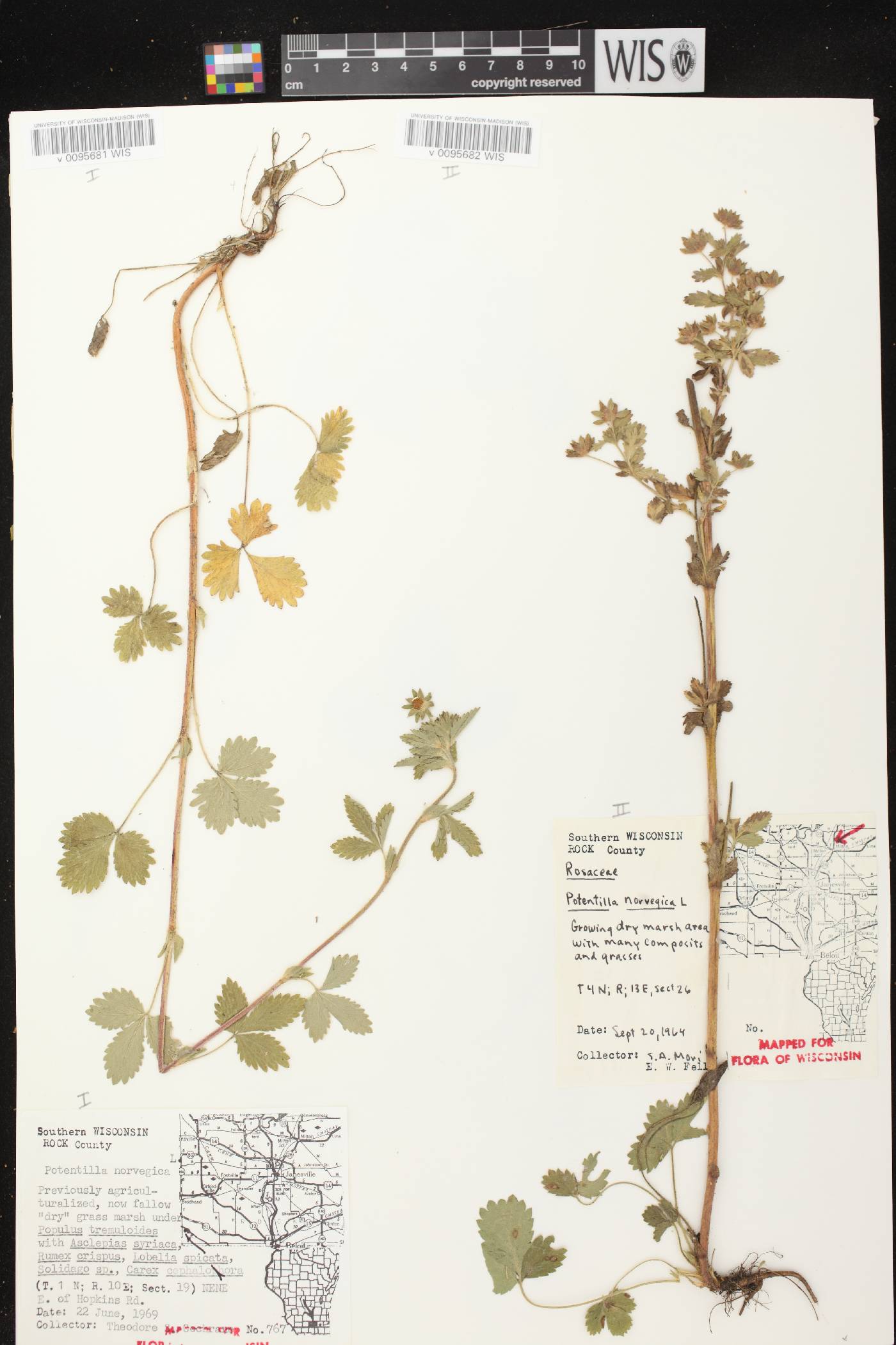 Potentilla norvegica image