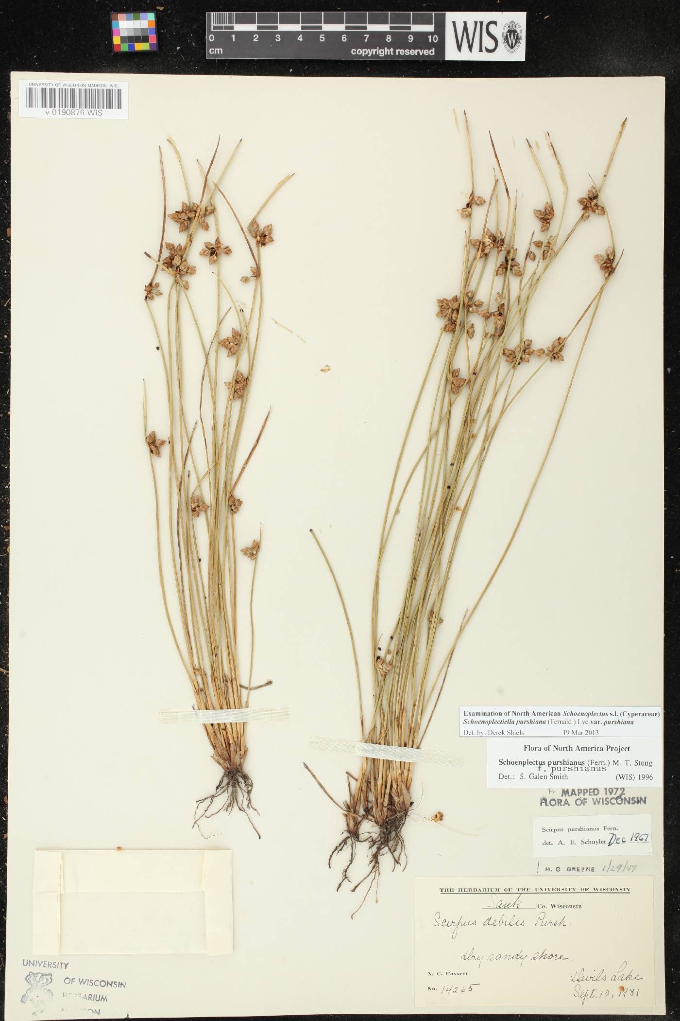 Schoenoplectus purshianus image