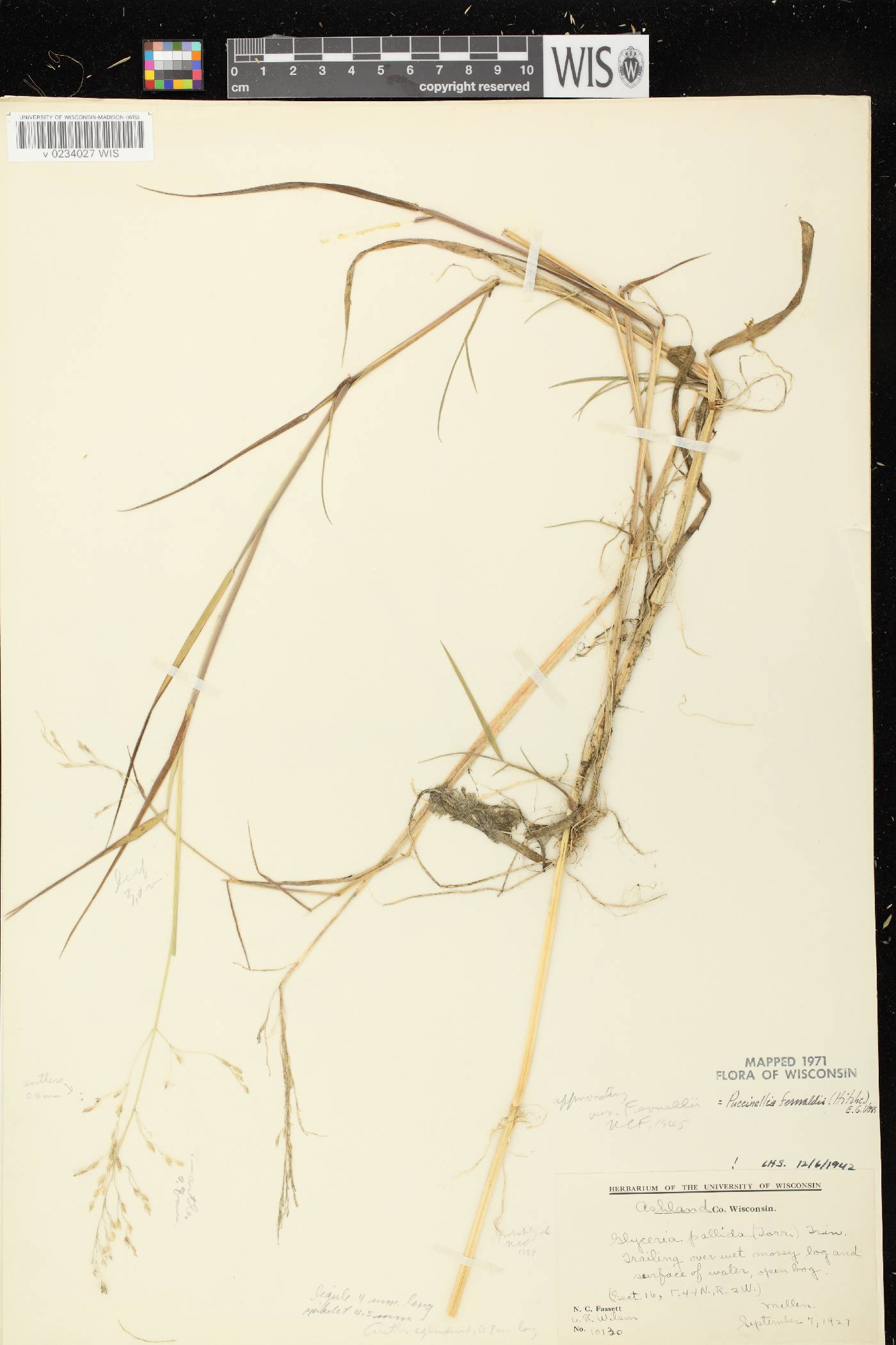 Torreyochloa fernaldii image
