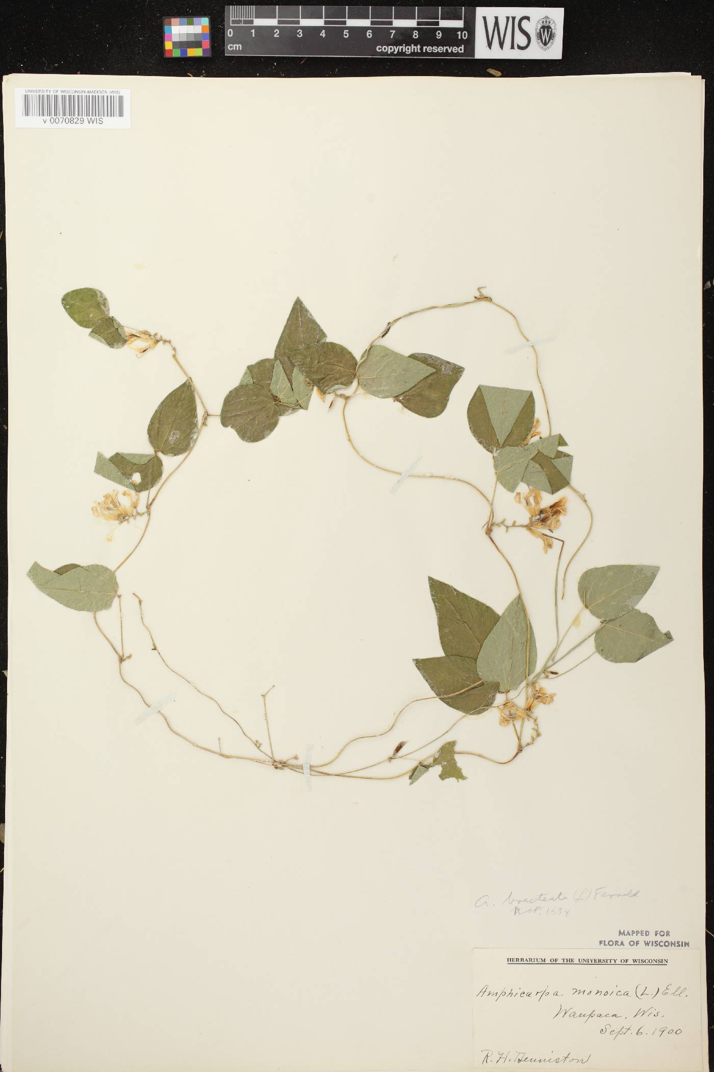 Amphicarpaea bracteata image