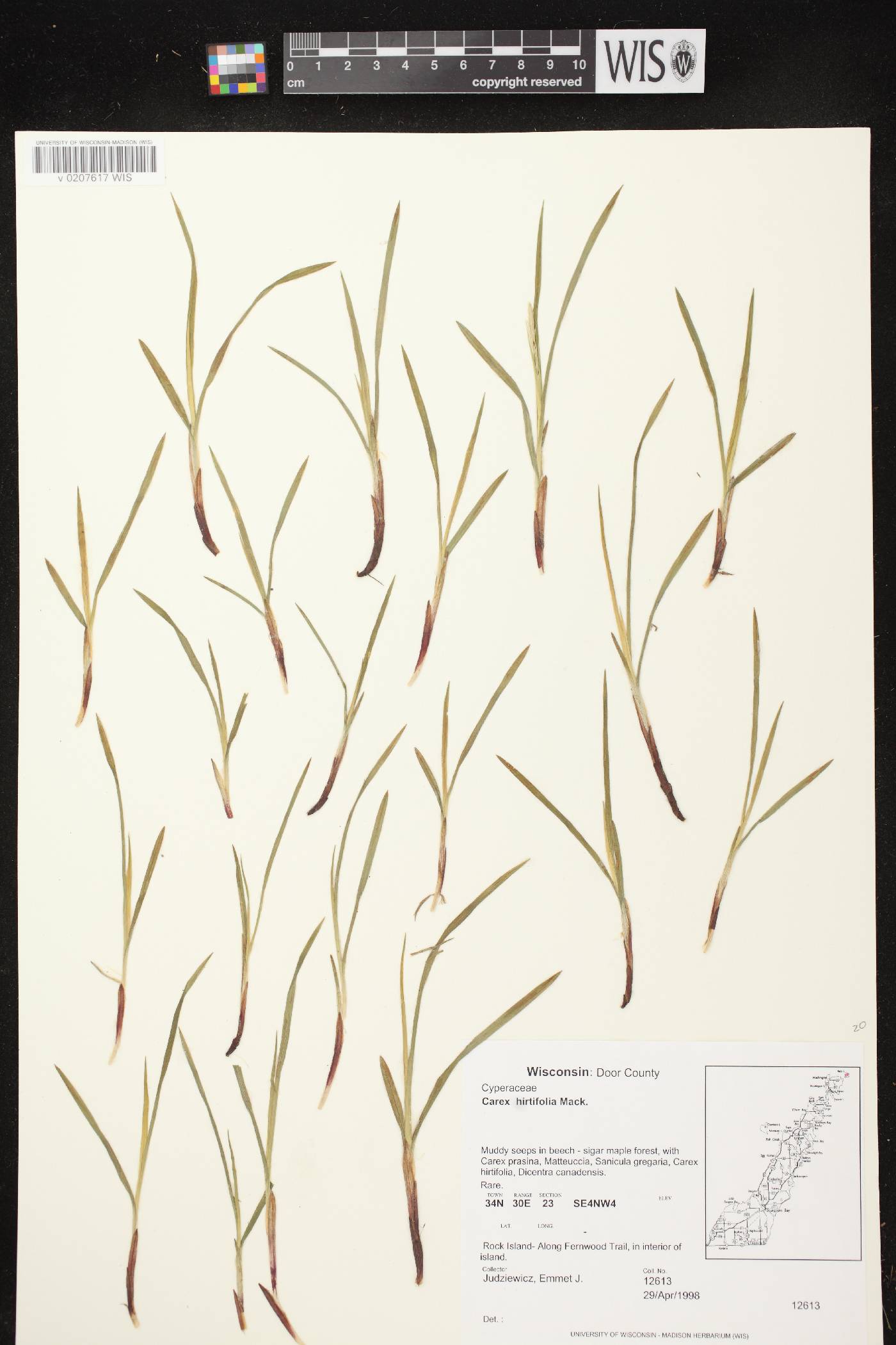 Carex hirtifolia image