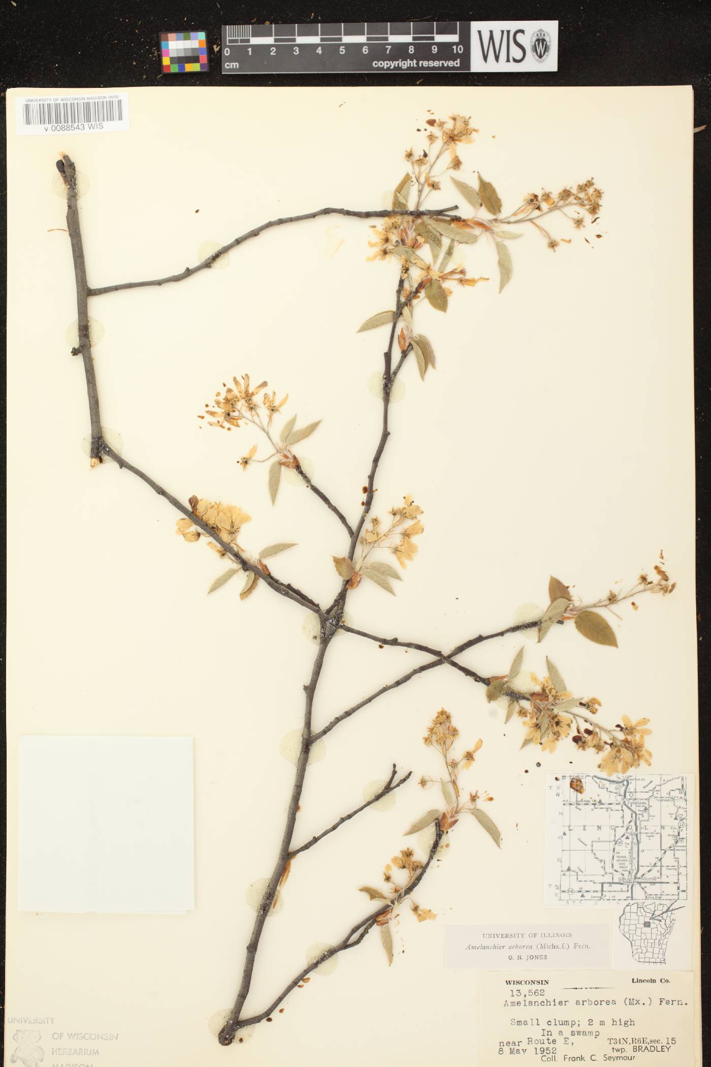 Amelanchier arborea image
