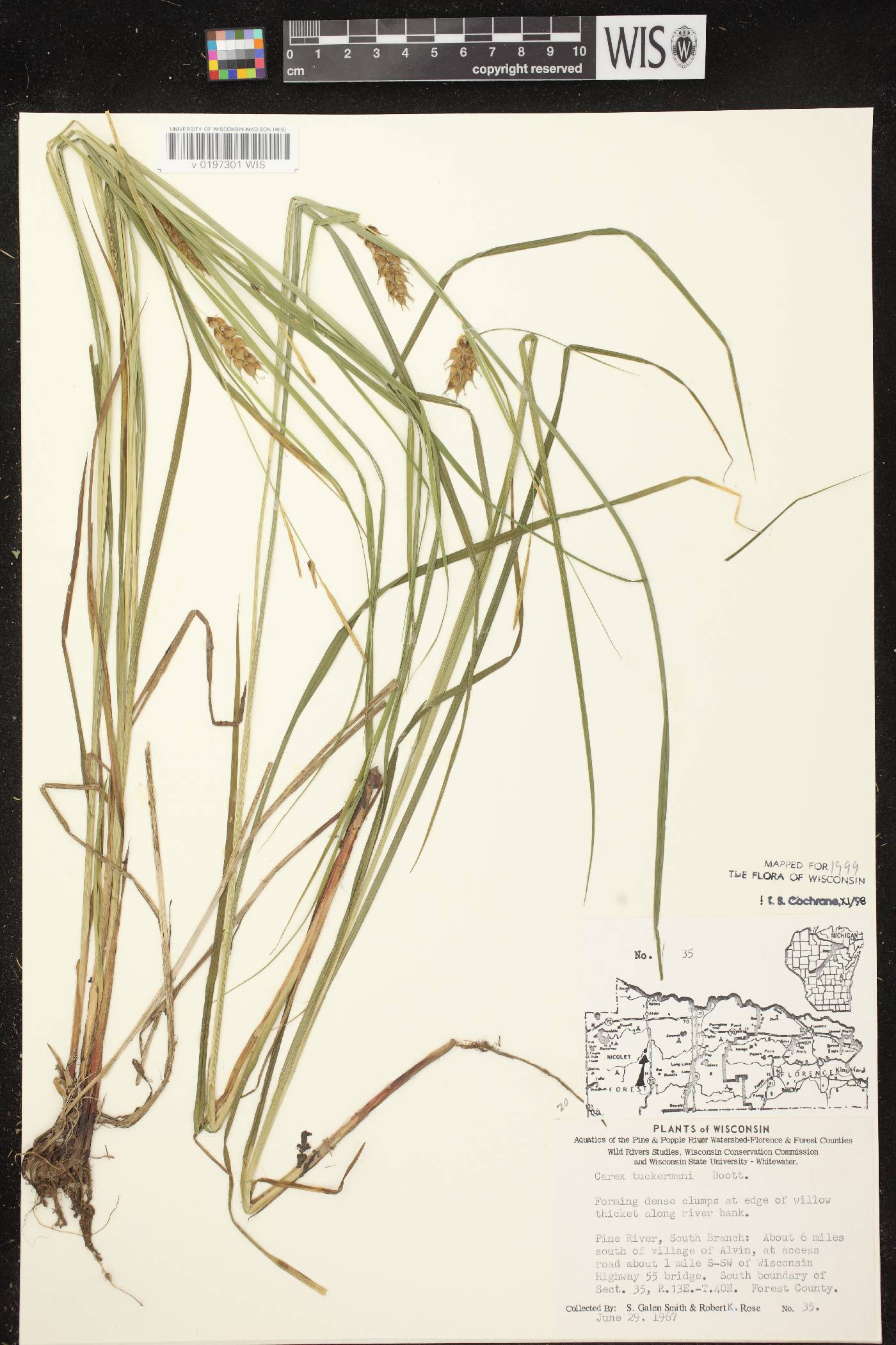Carex tuckermanii image