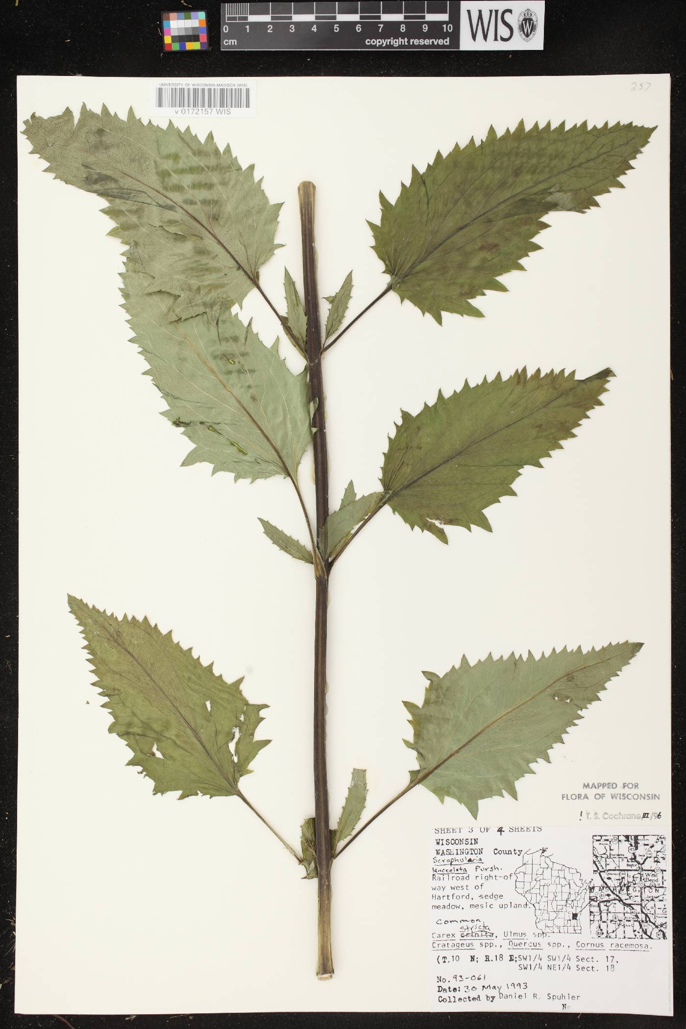 Scrophularia lanceolata image