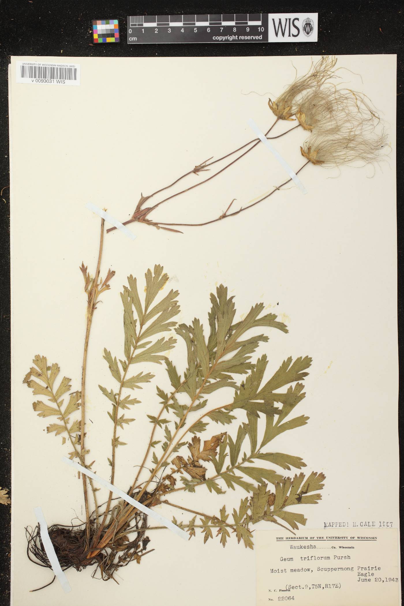 Geum triflorum var. triflorum image