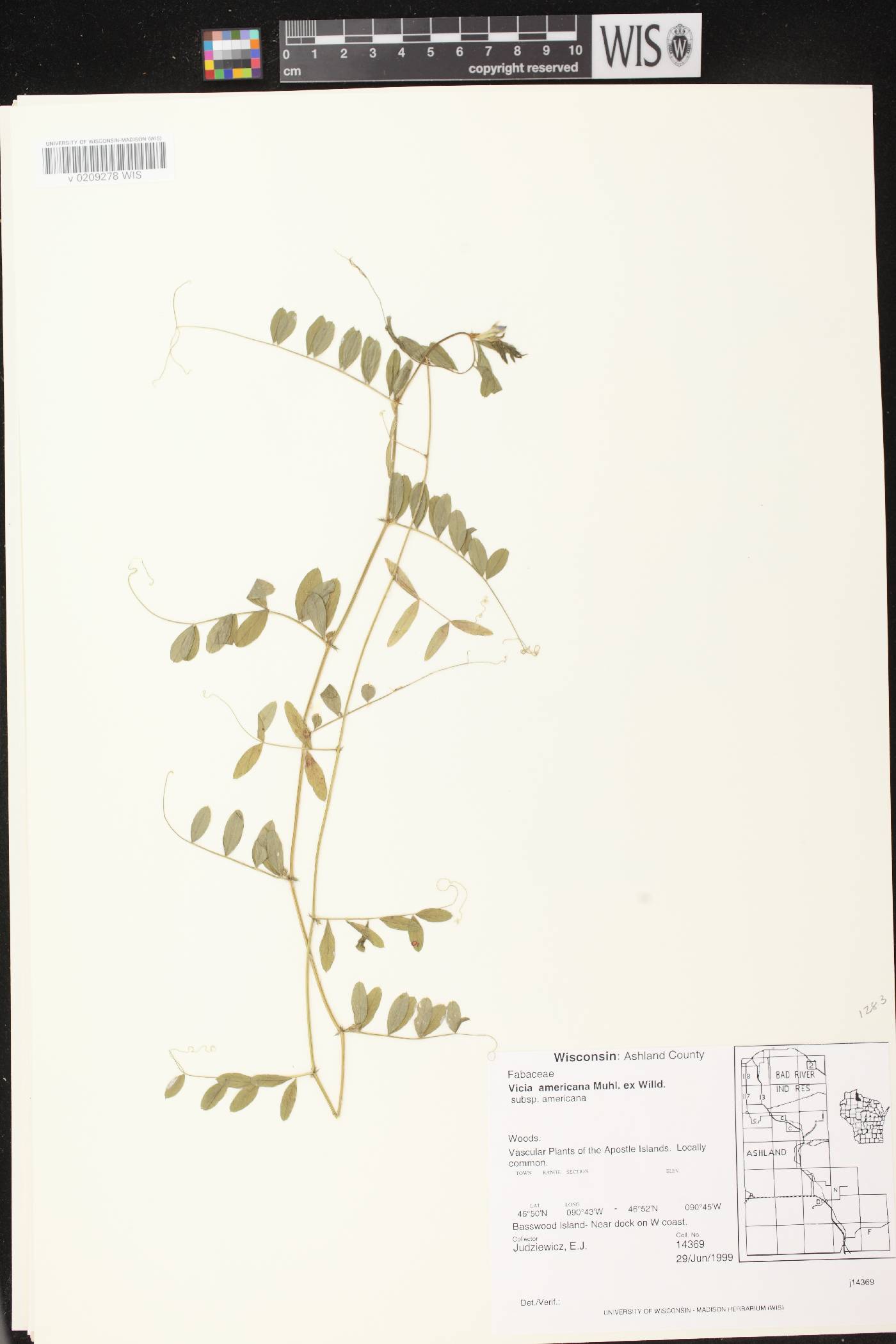 Vicia americana subsp. americana image