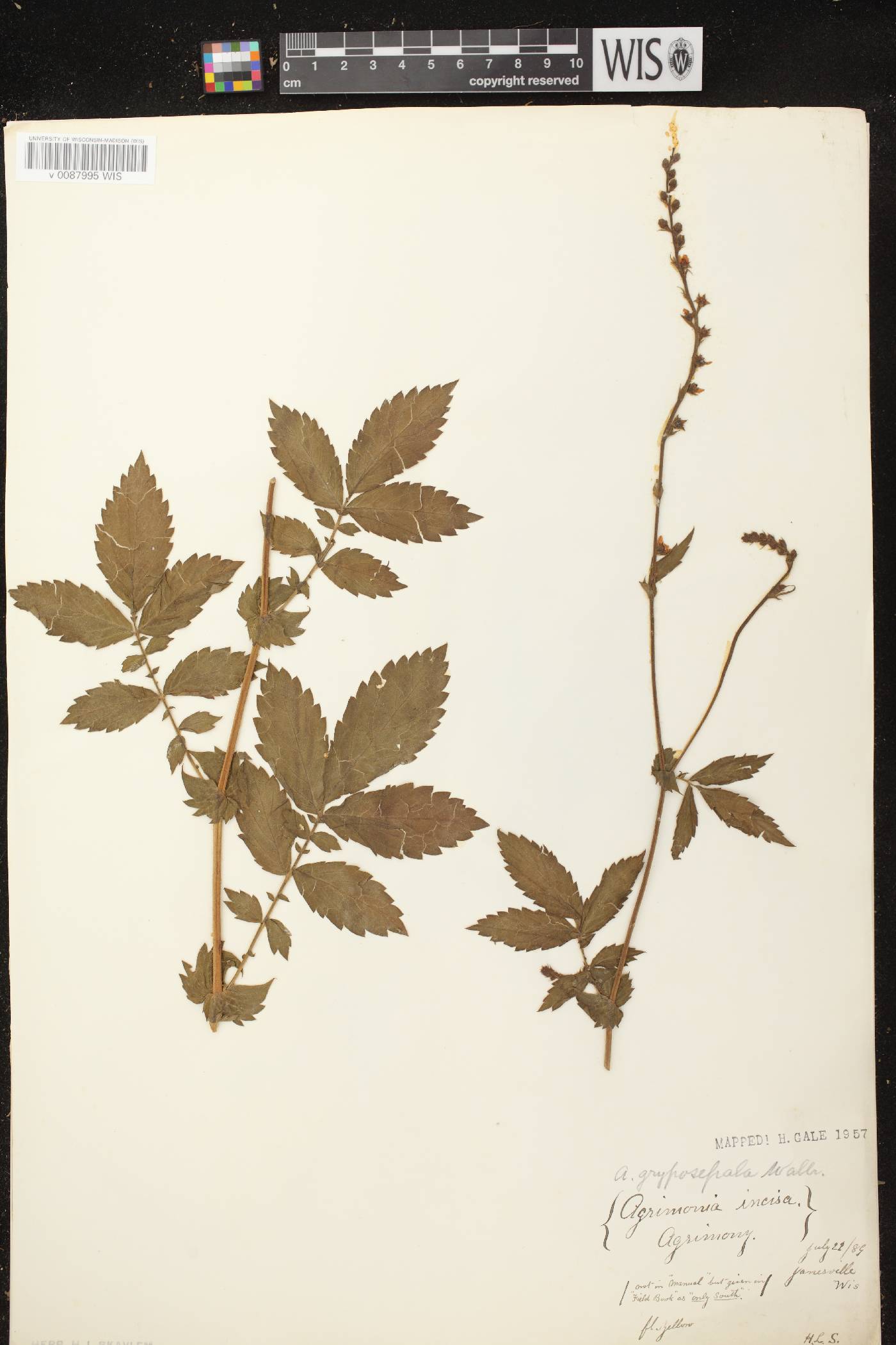 Agrimonia gryposepala image