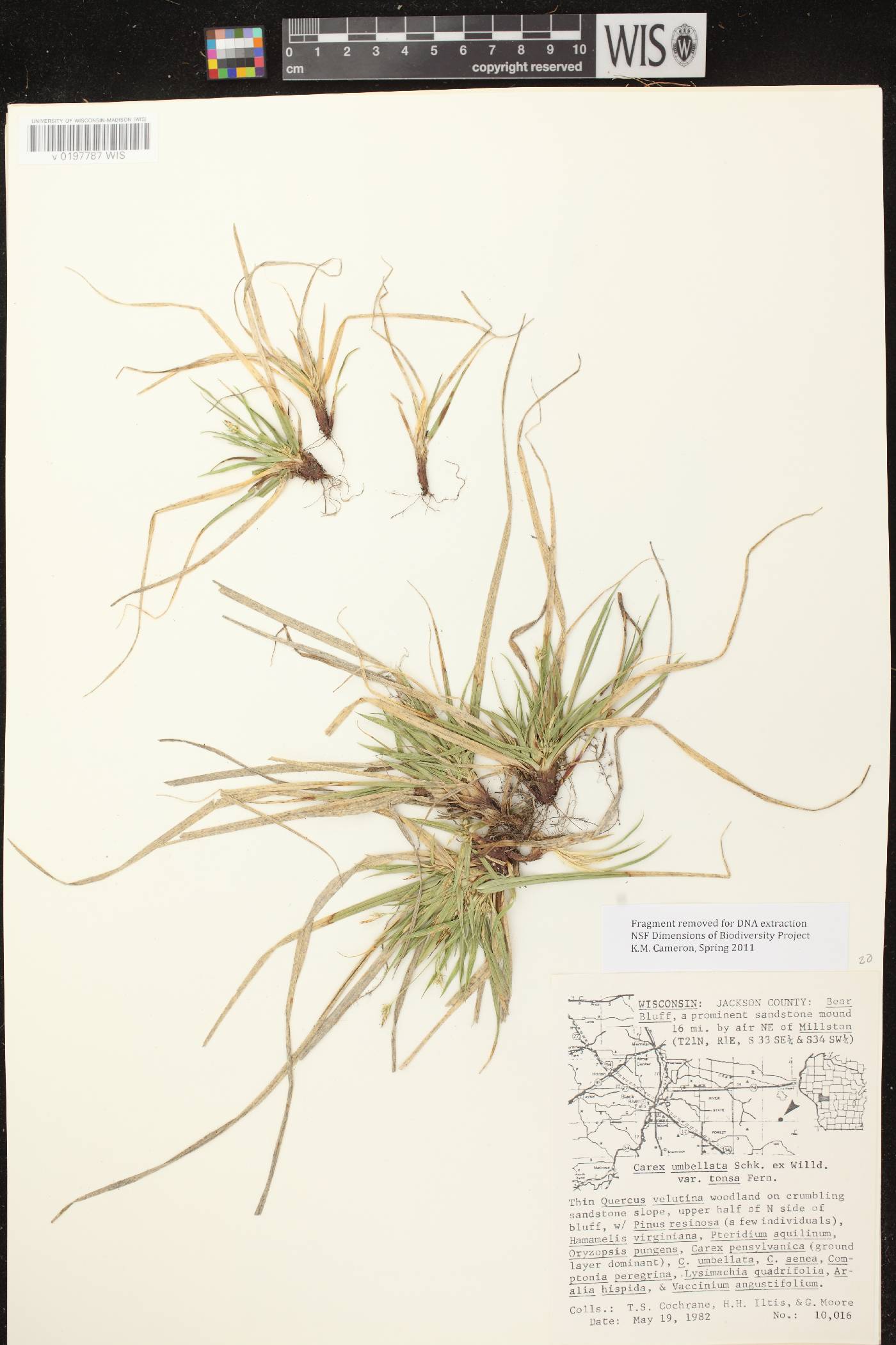 Carex tonsa var. tonsa image