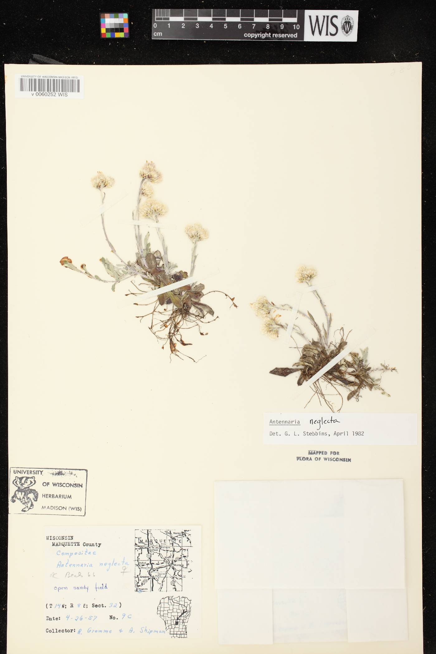Antennaria neglecta image