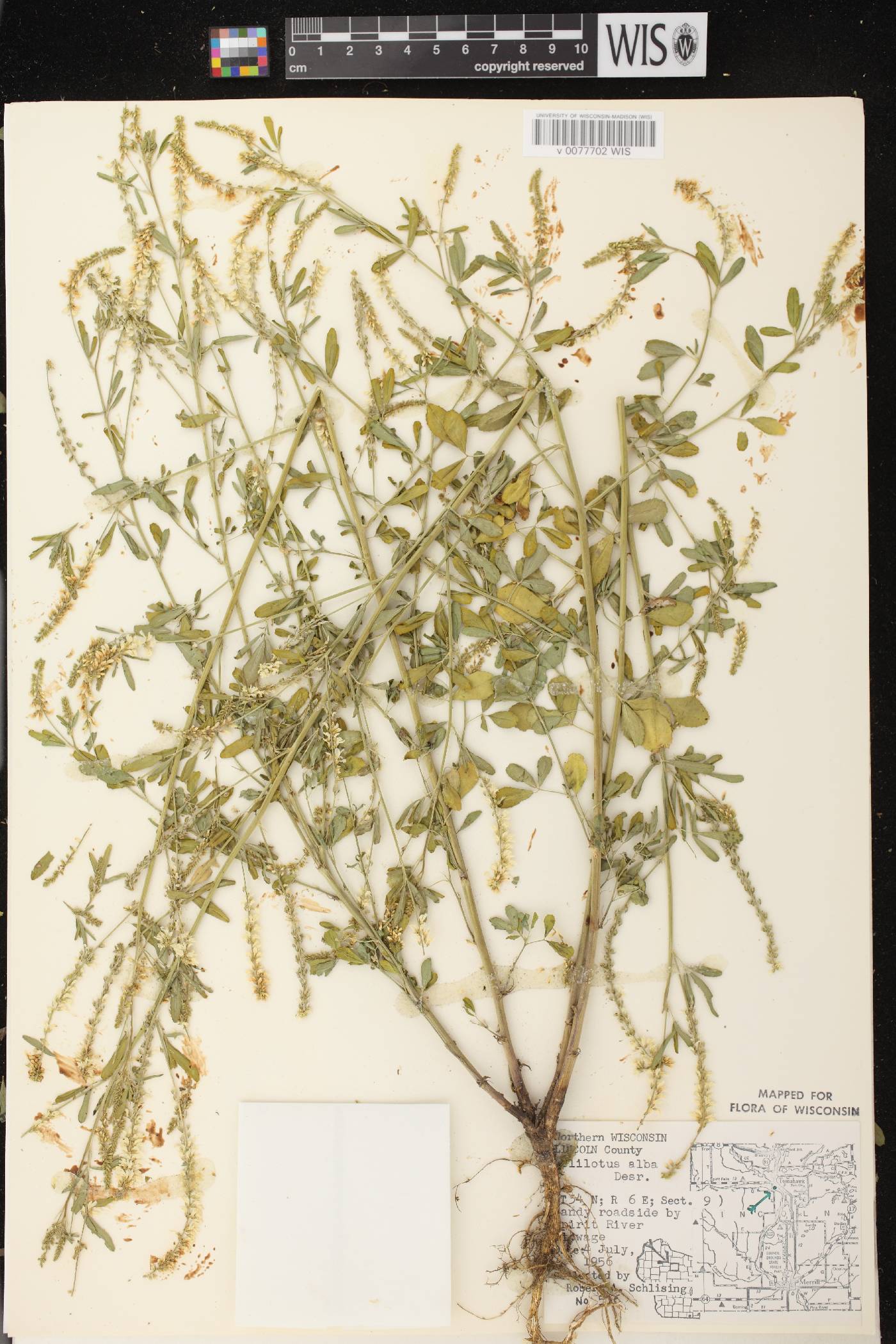 Melilotus albus image