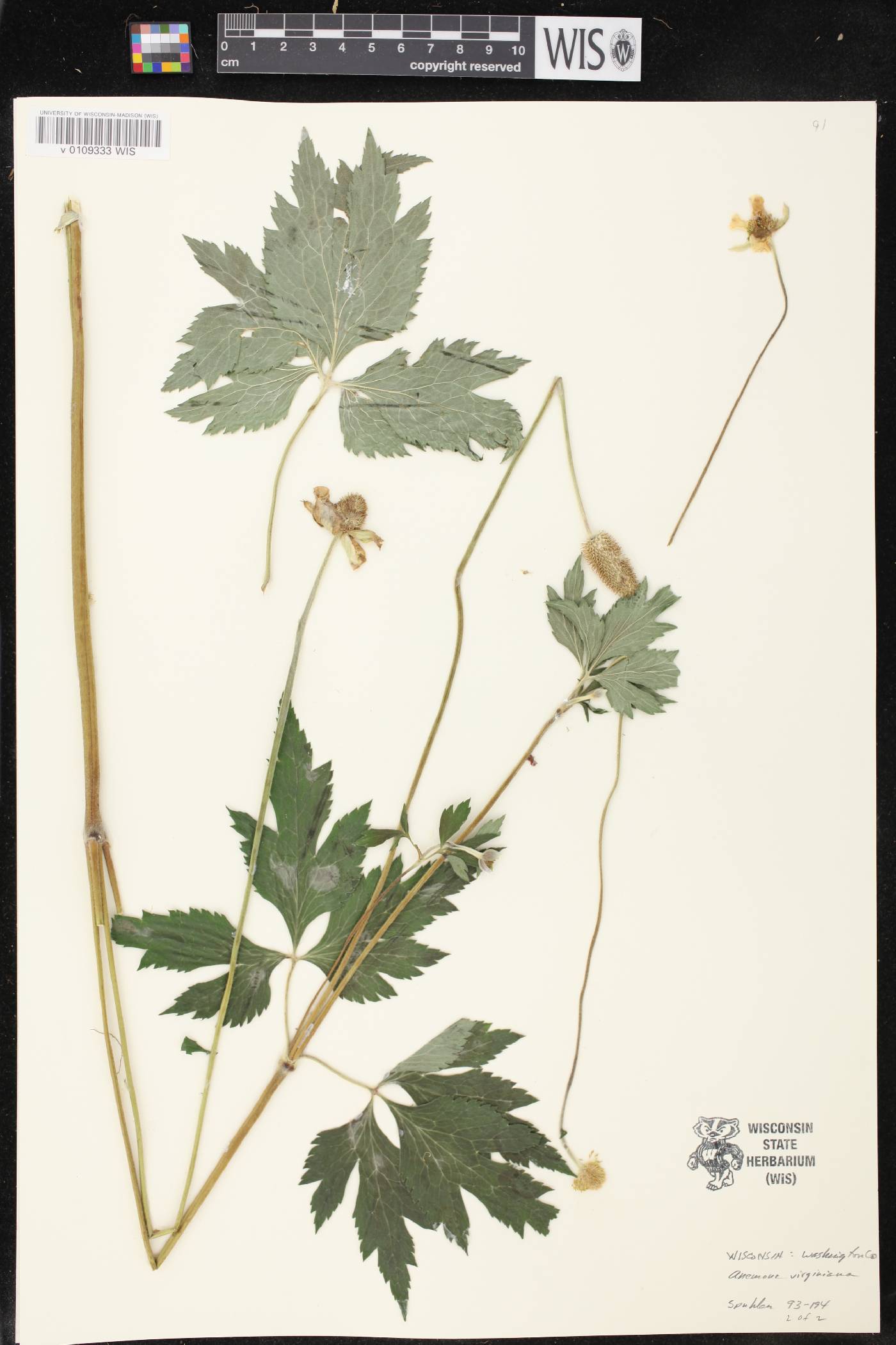 Anemone virginiana image