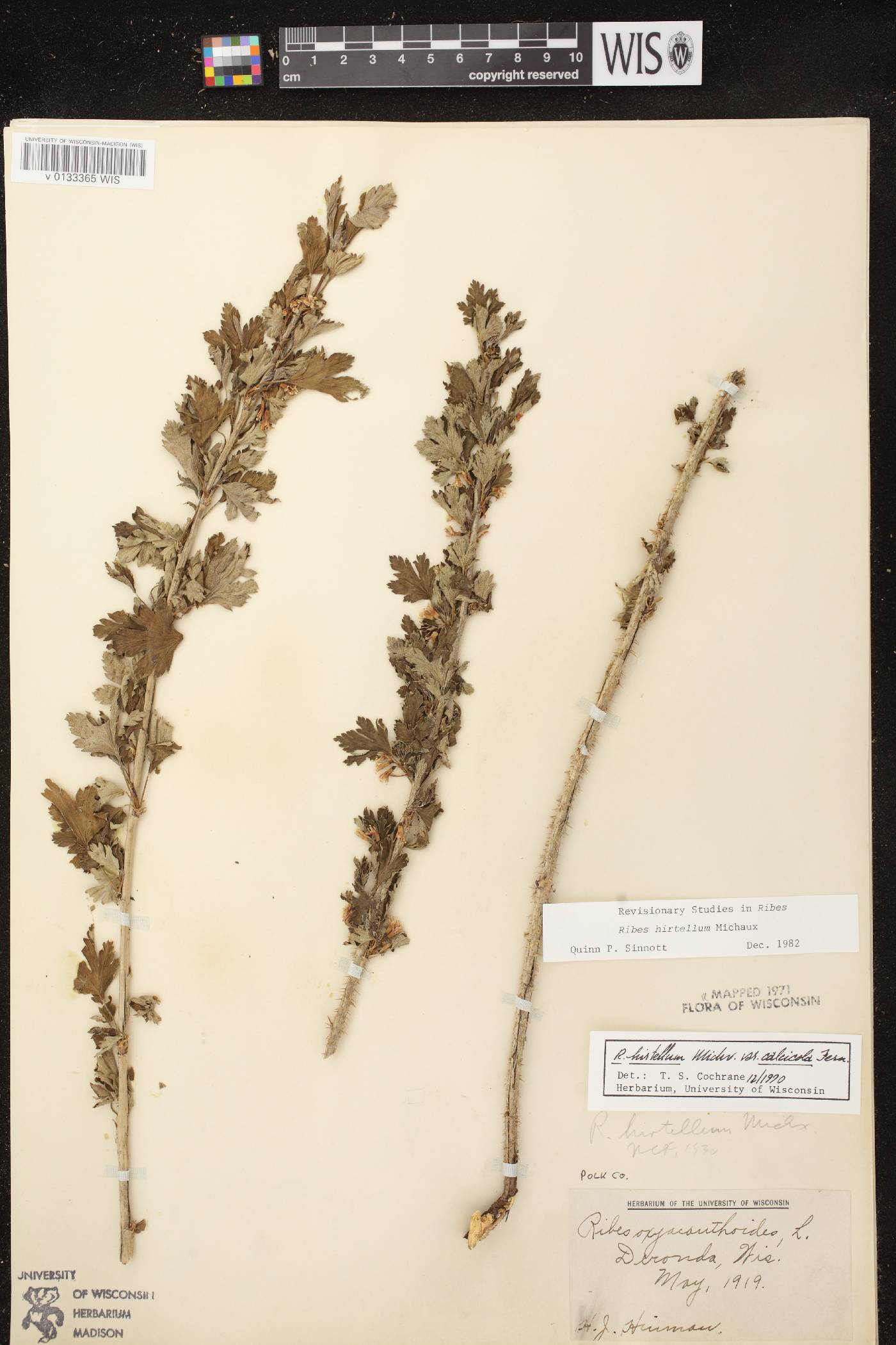 Ribes hirtellum image