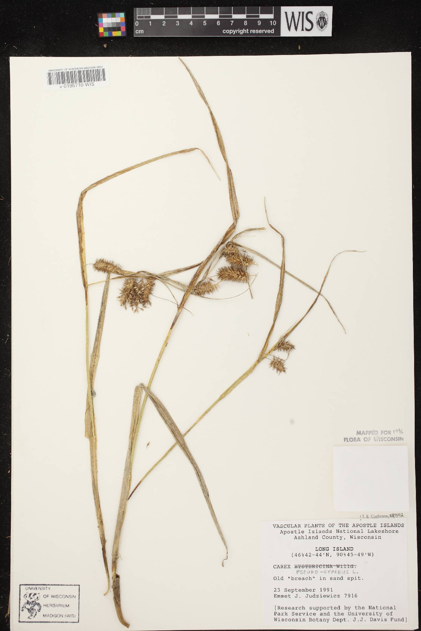 Carex pseudocyperus image