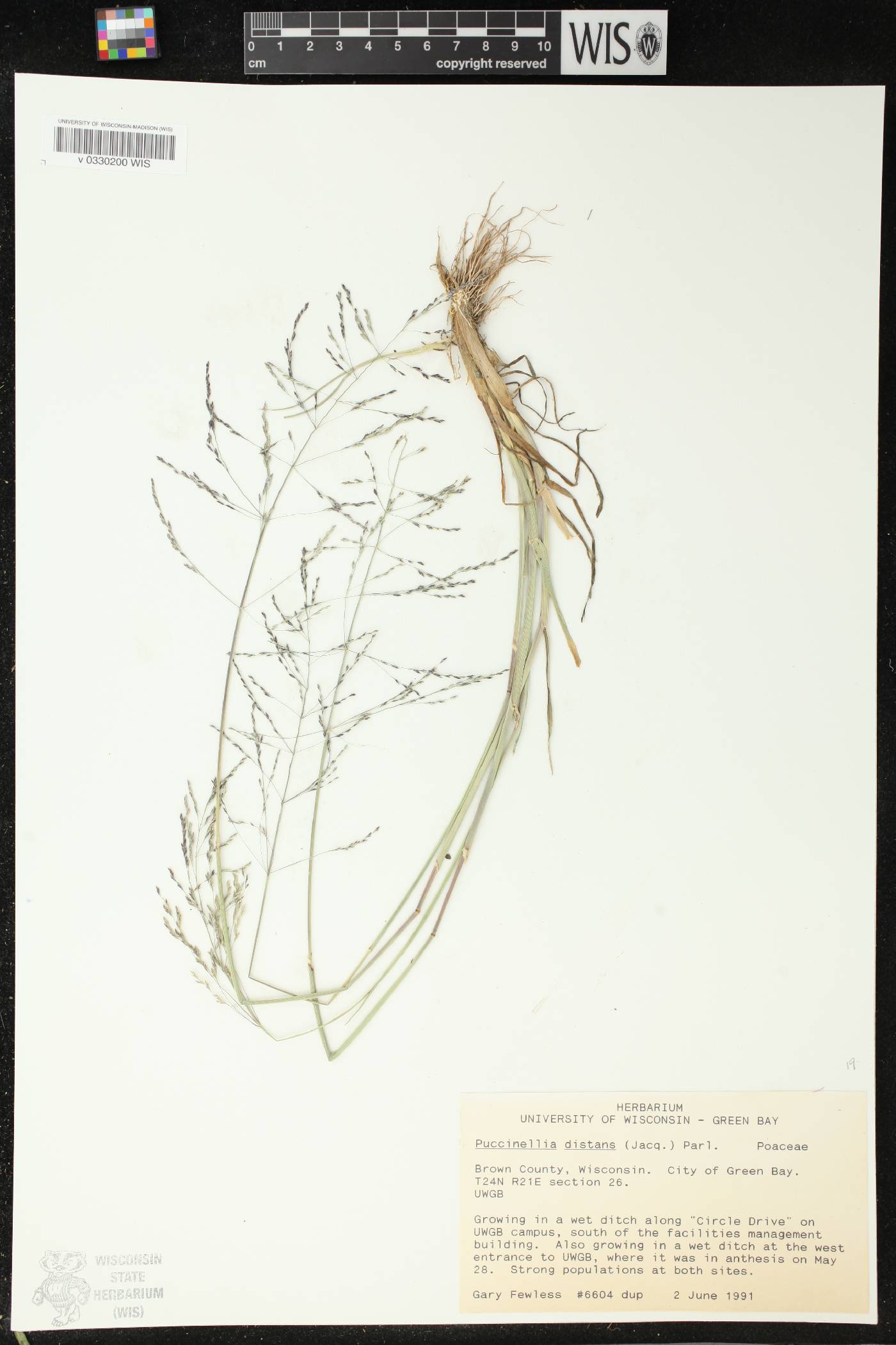 Puccinellia distans image
