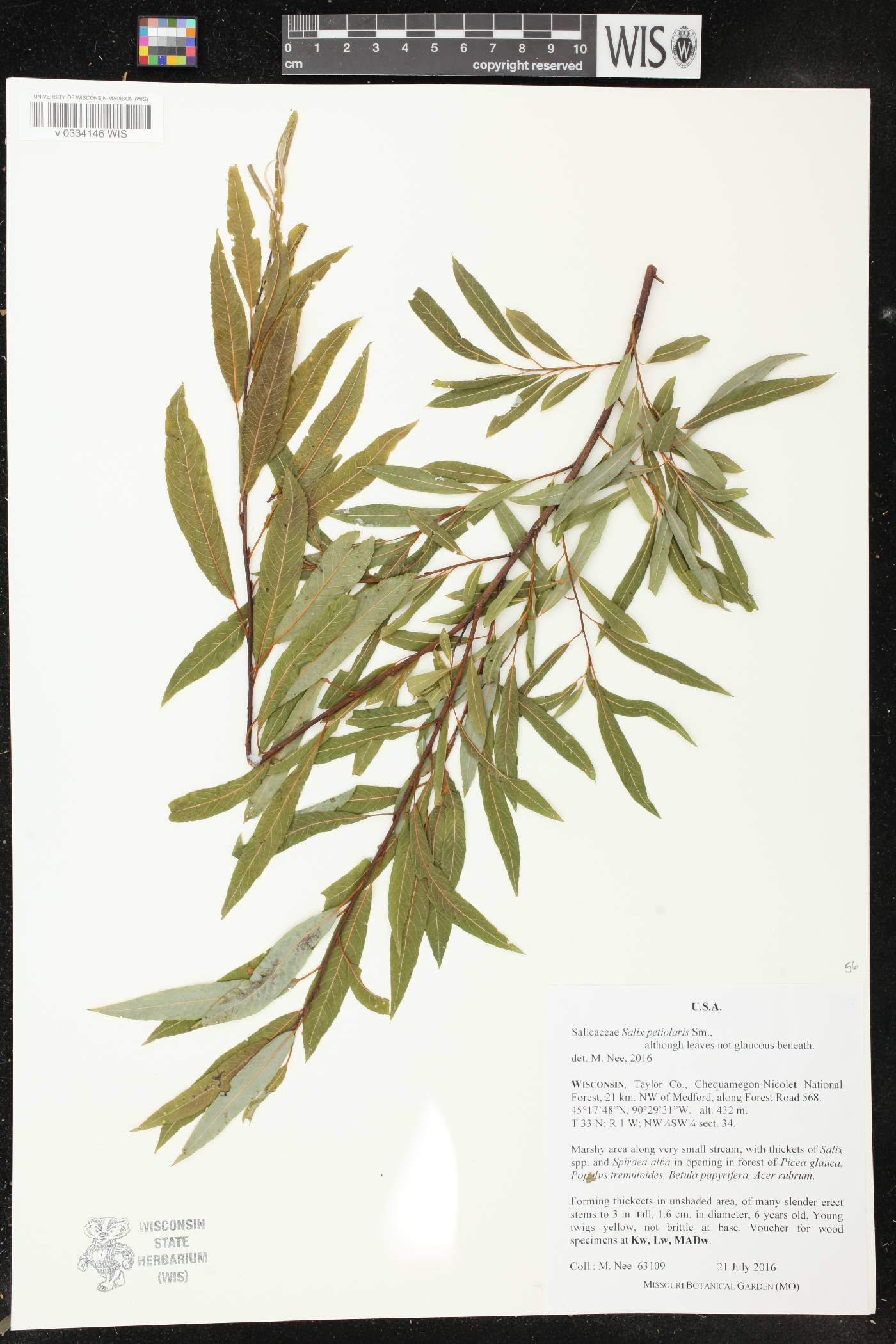 Salix petiolaris image