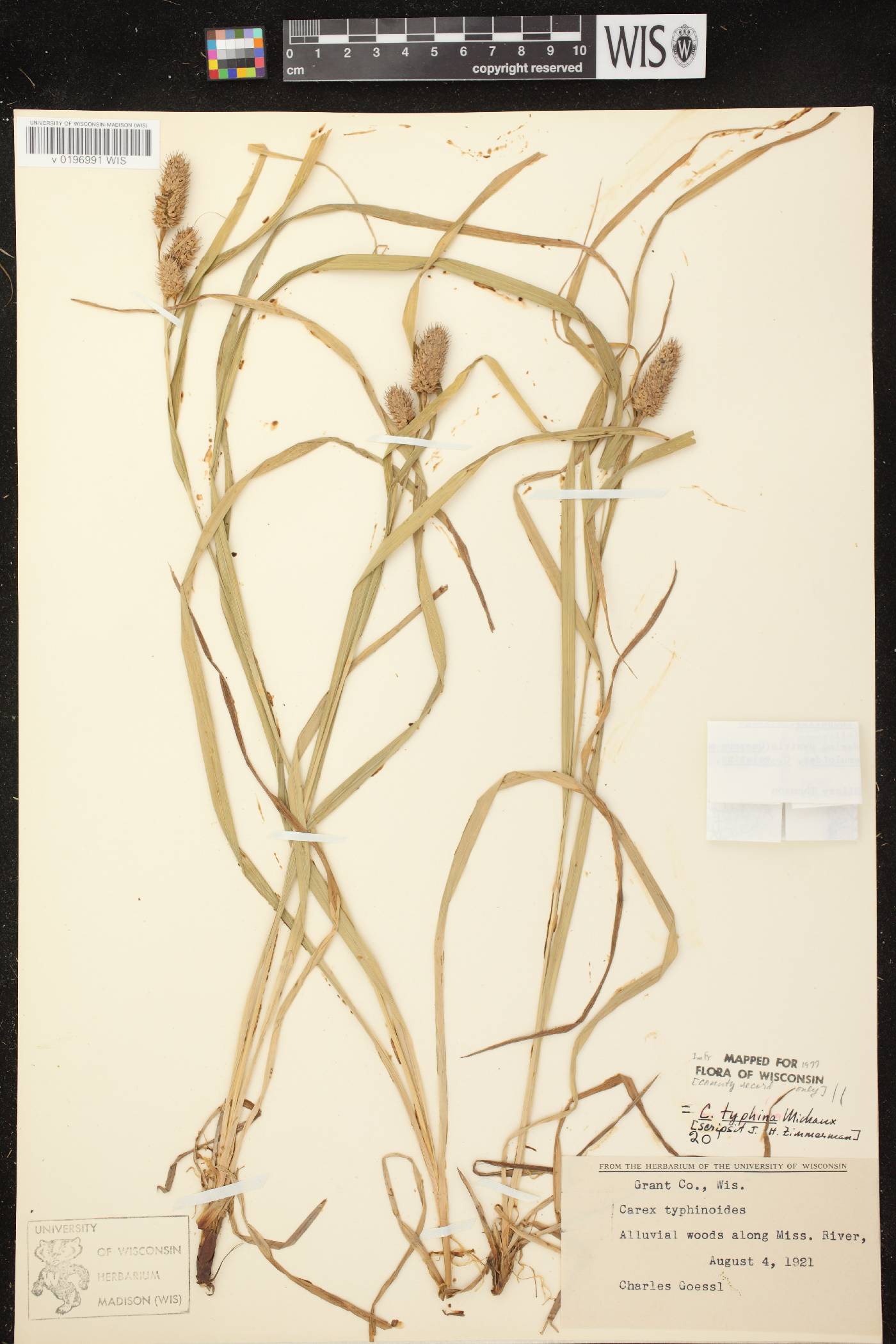 Carex typhina image