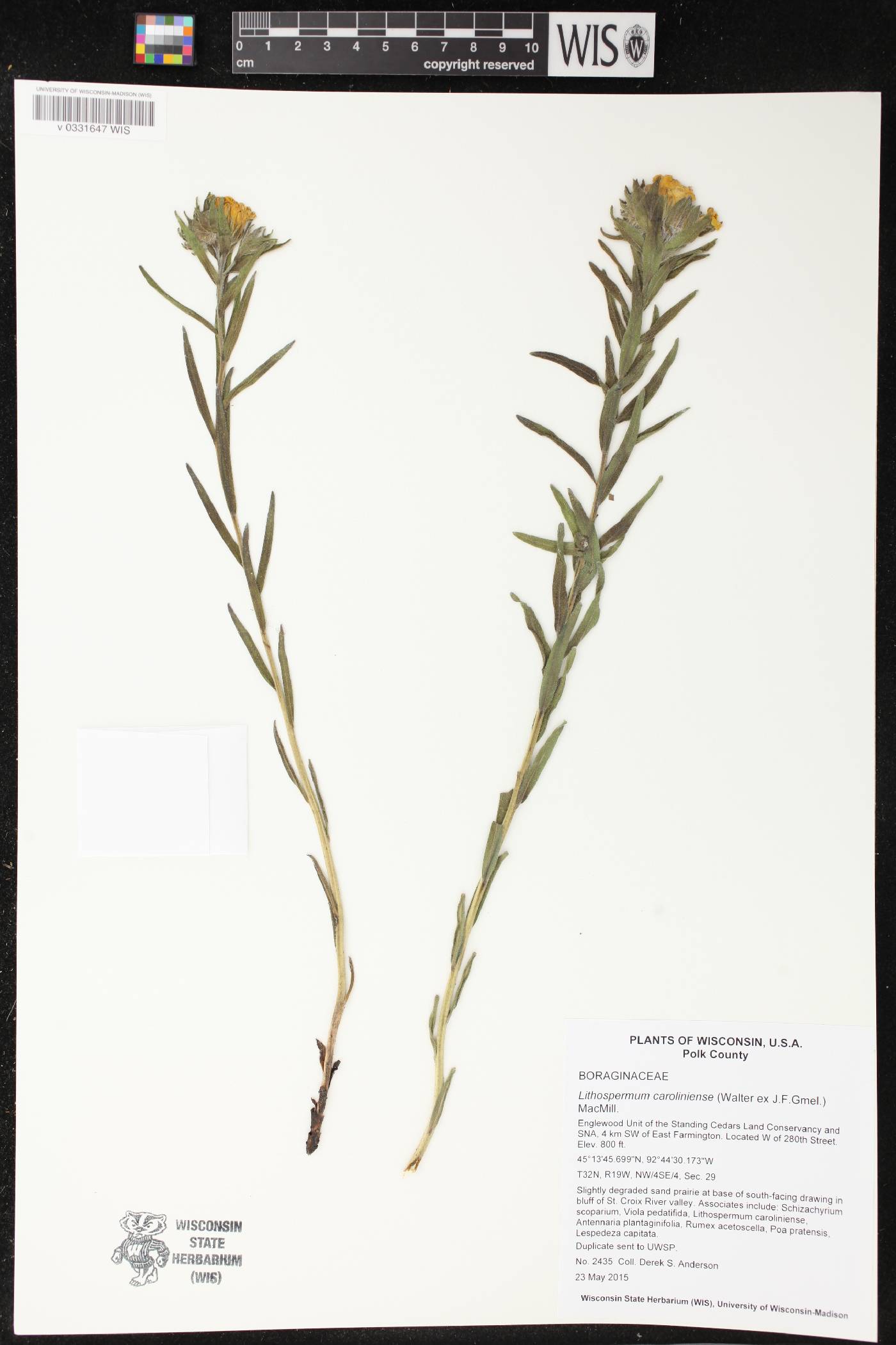 Lithospermum caroliniense image