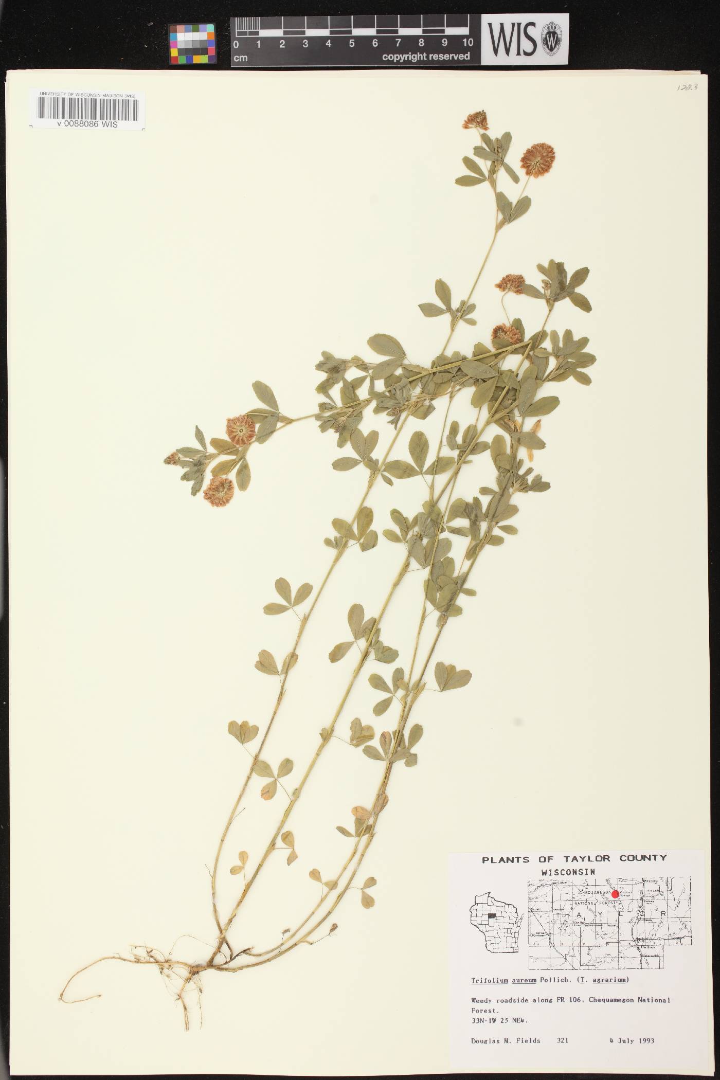 Trifolium aureum image