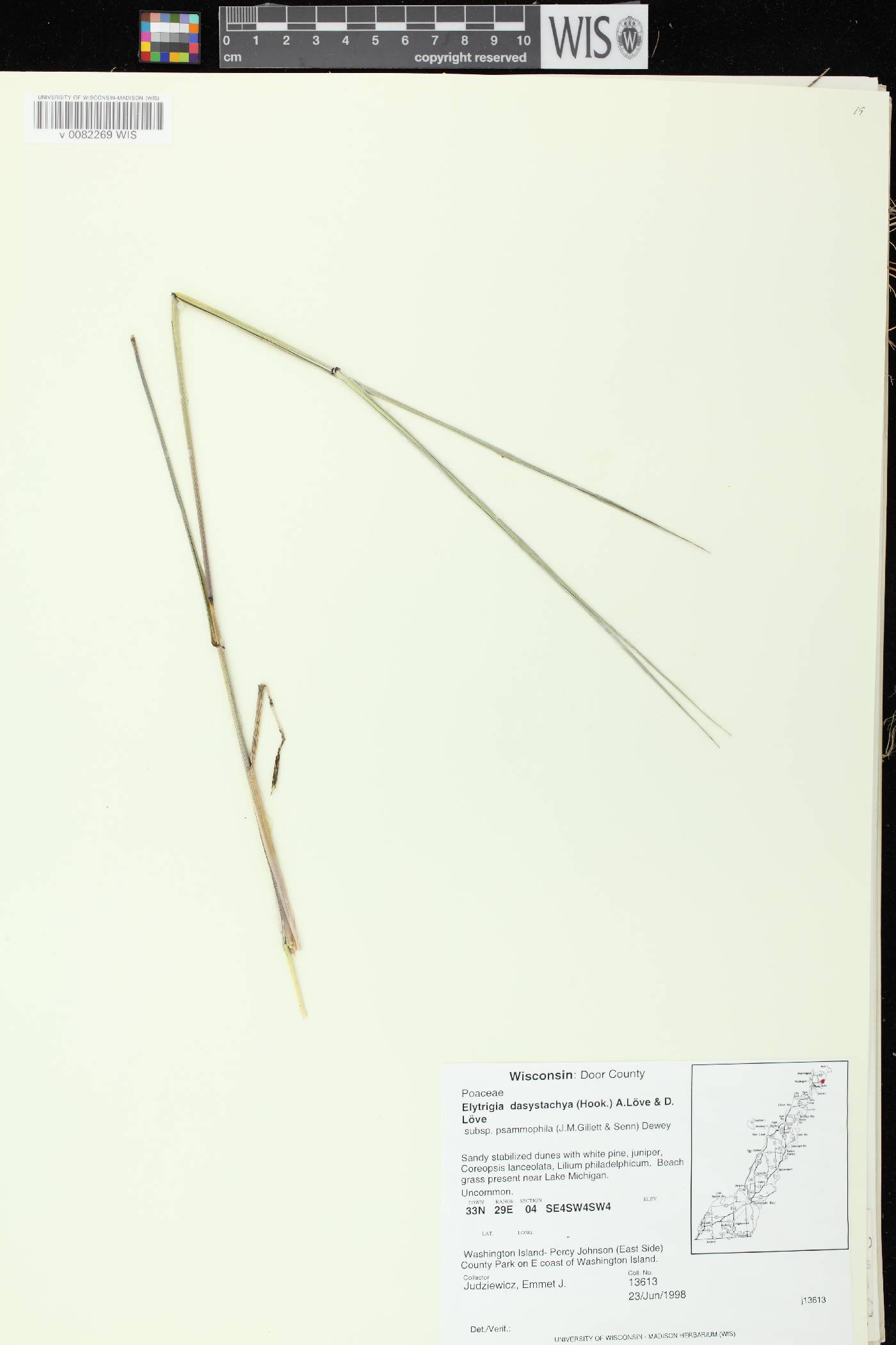 Elymus lanceolatus image