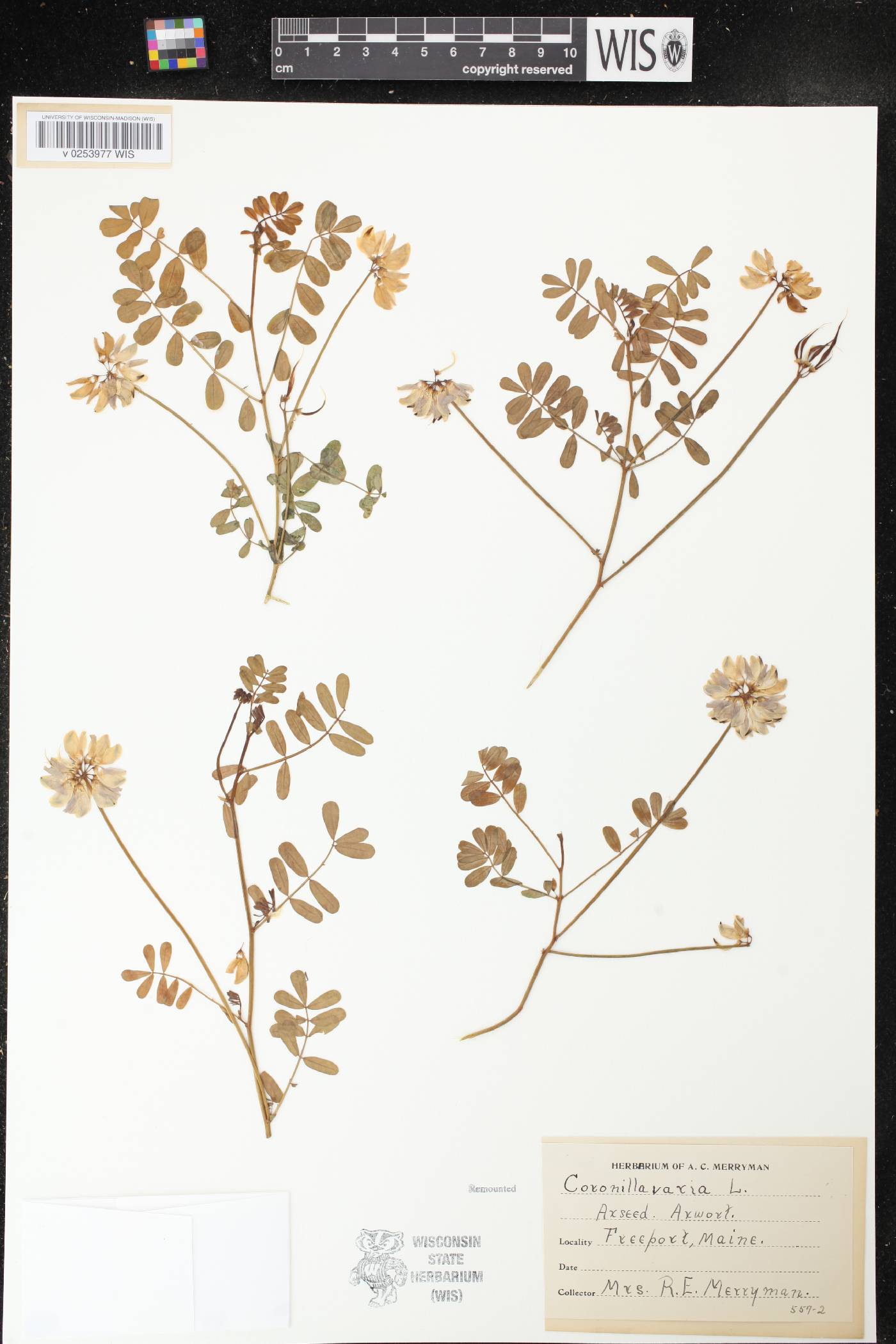 Securigera varia image