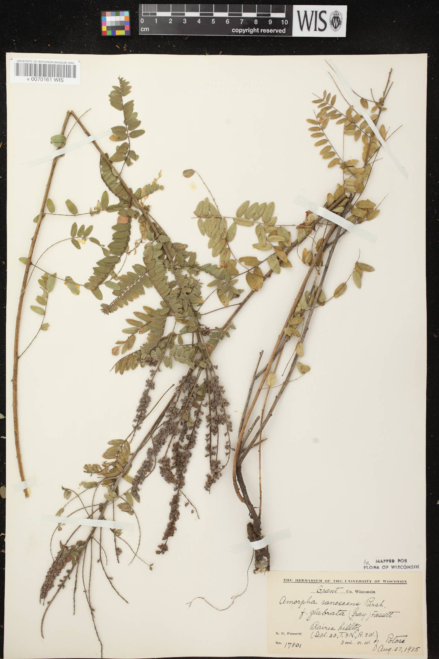 Amorpha canescens image