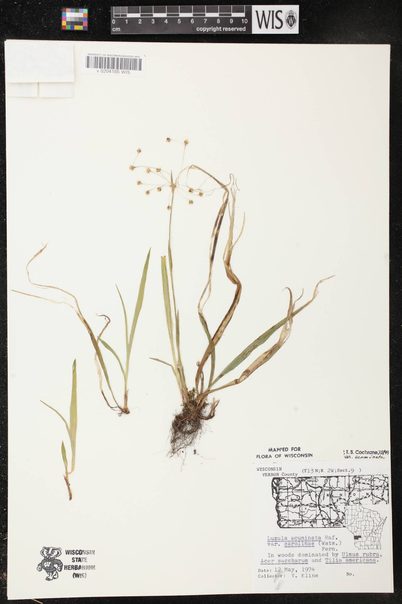 Luzula acuminata image