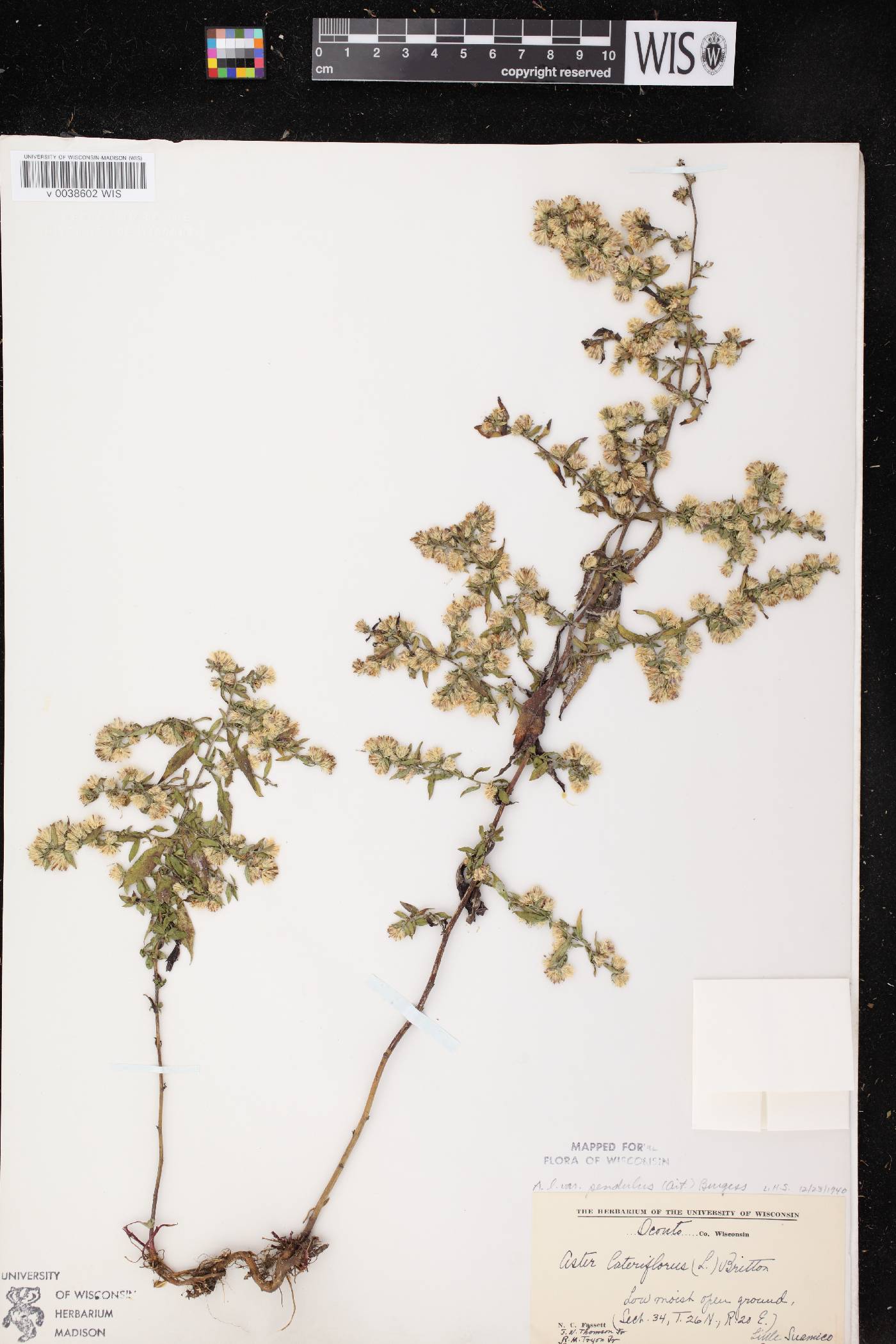 Symphyotrichum lateriflorum image