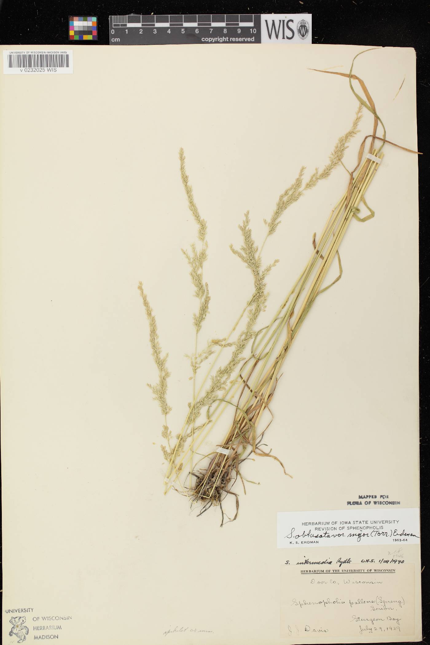 Sphenopholis intermedia image