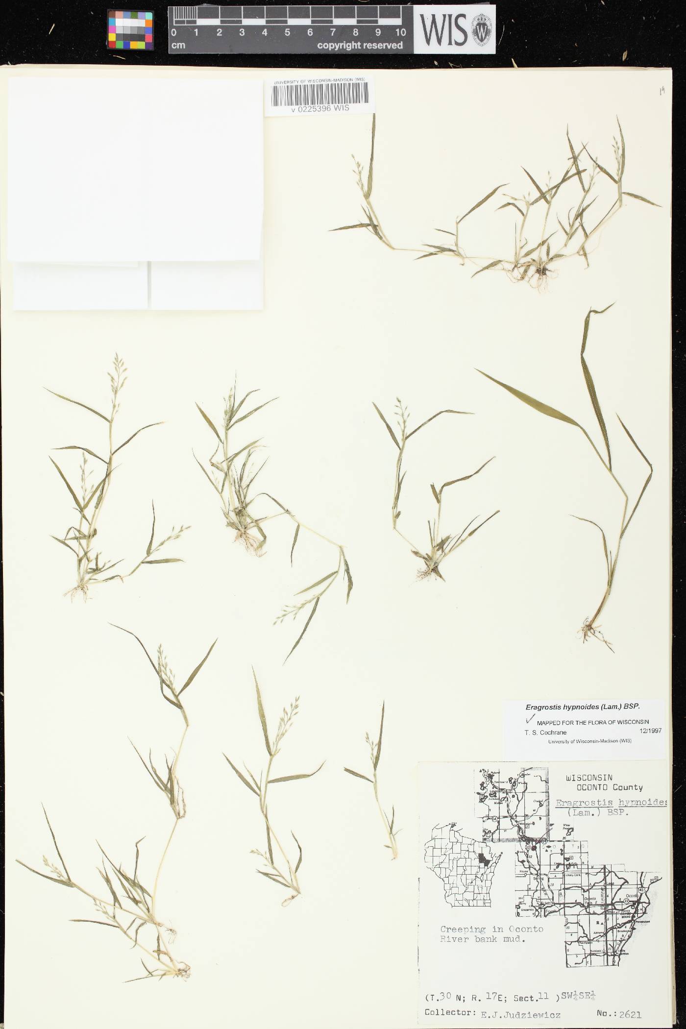 Eragrostis hypnoides image