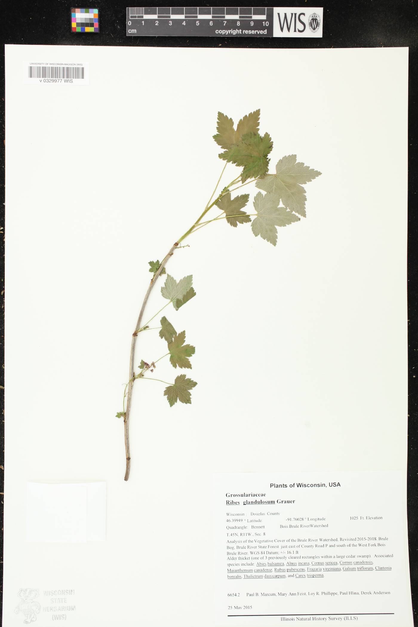 Ribes glandulosum image