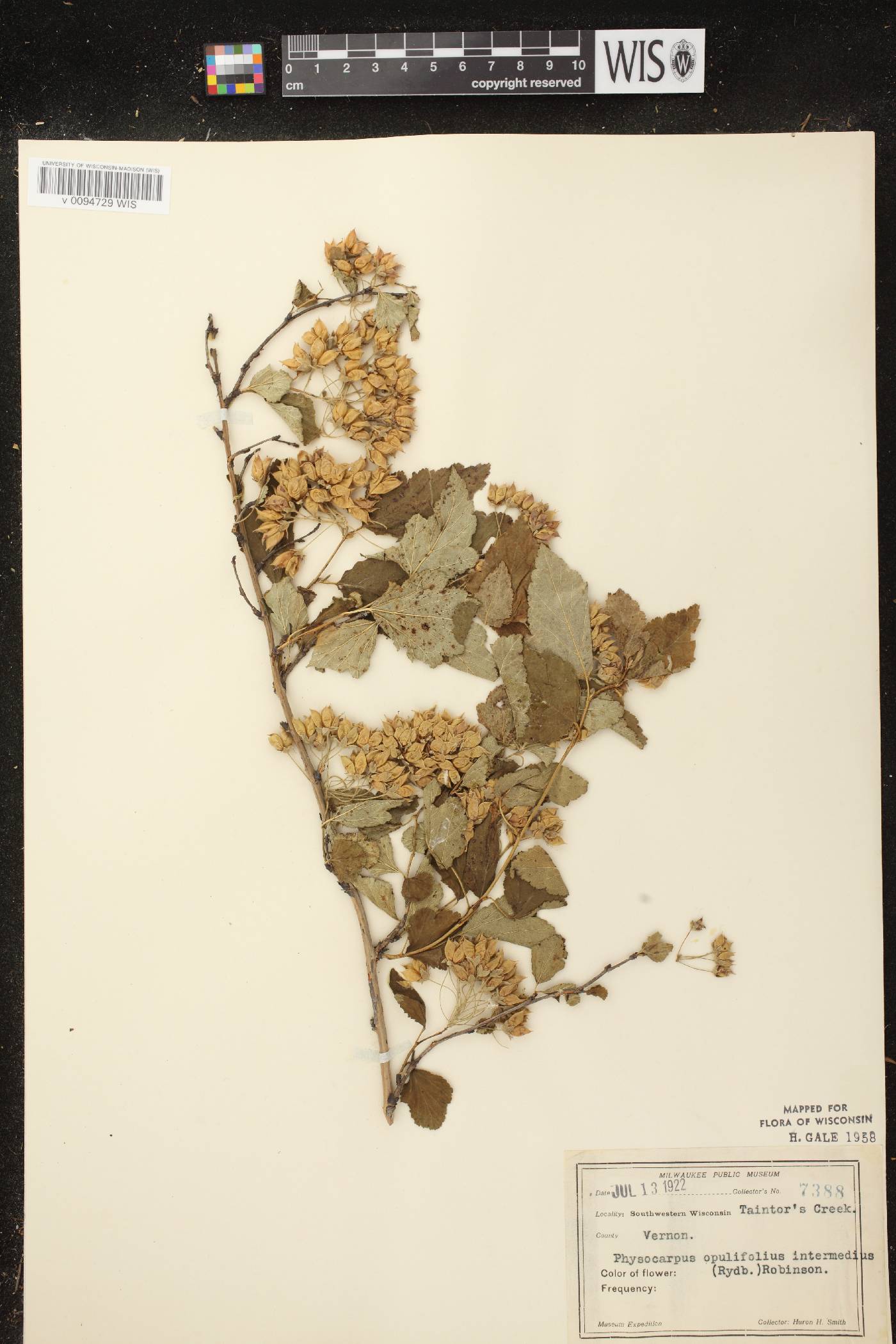 Physocarpus intermedius image