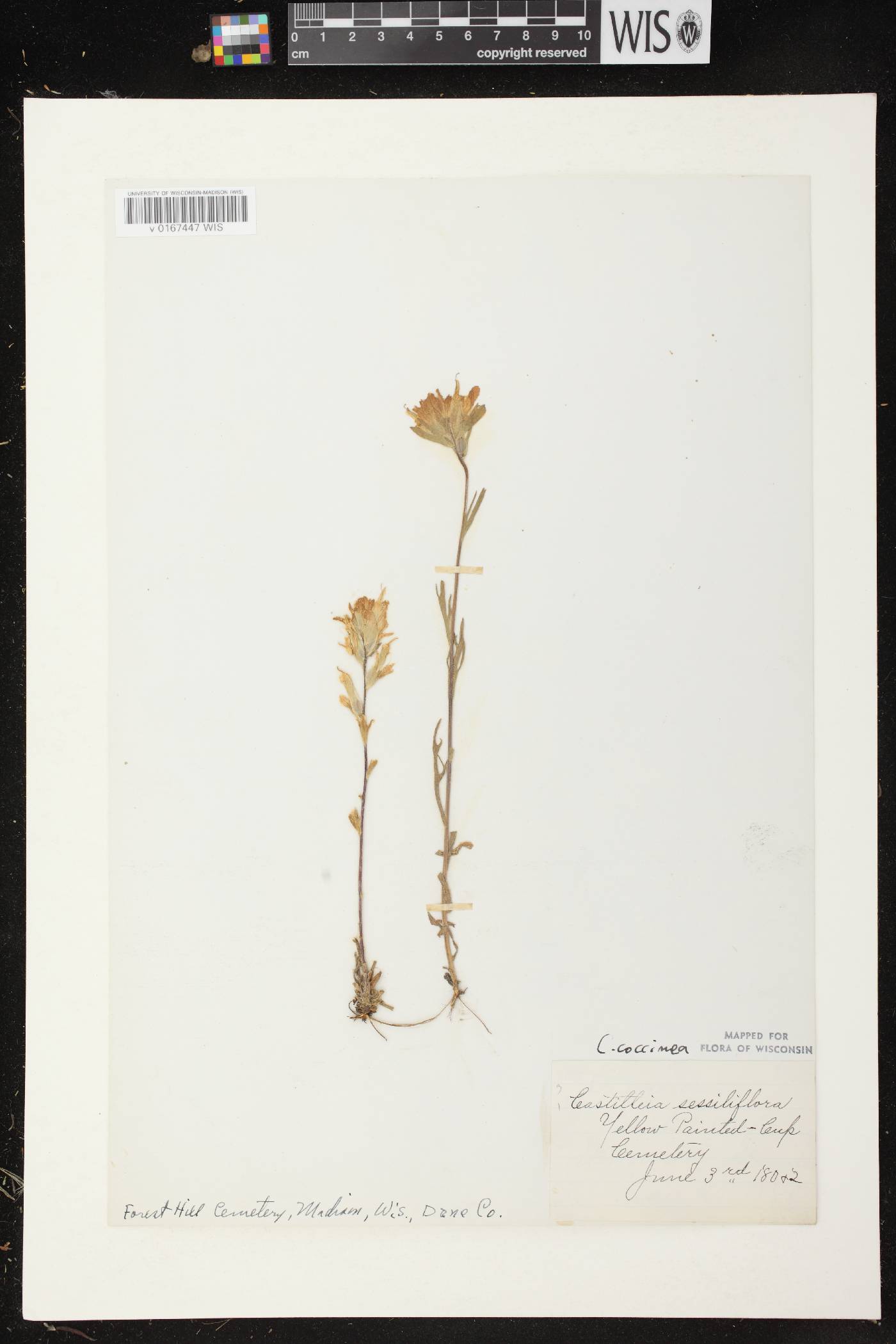 Castilleja coccinea image