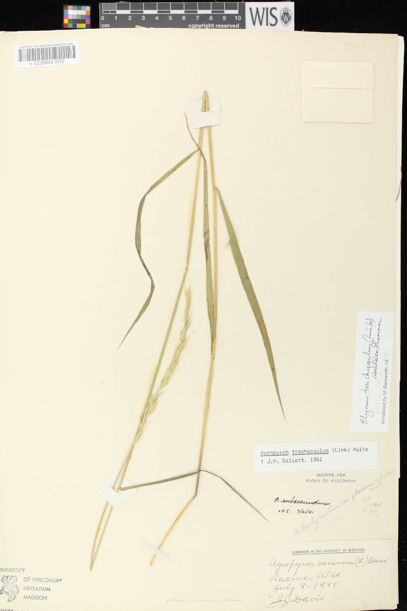 Elymus trachycaulus subsp. subsecundus image