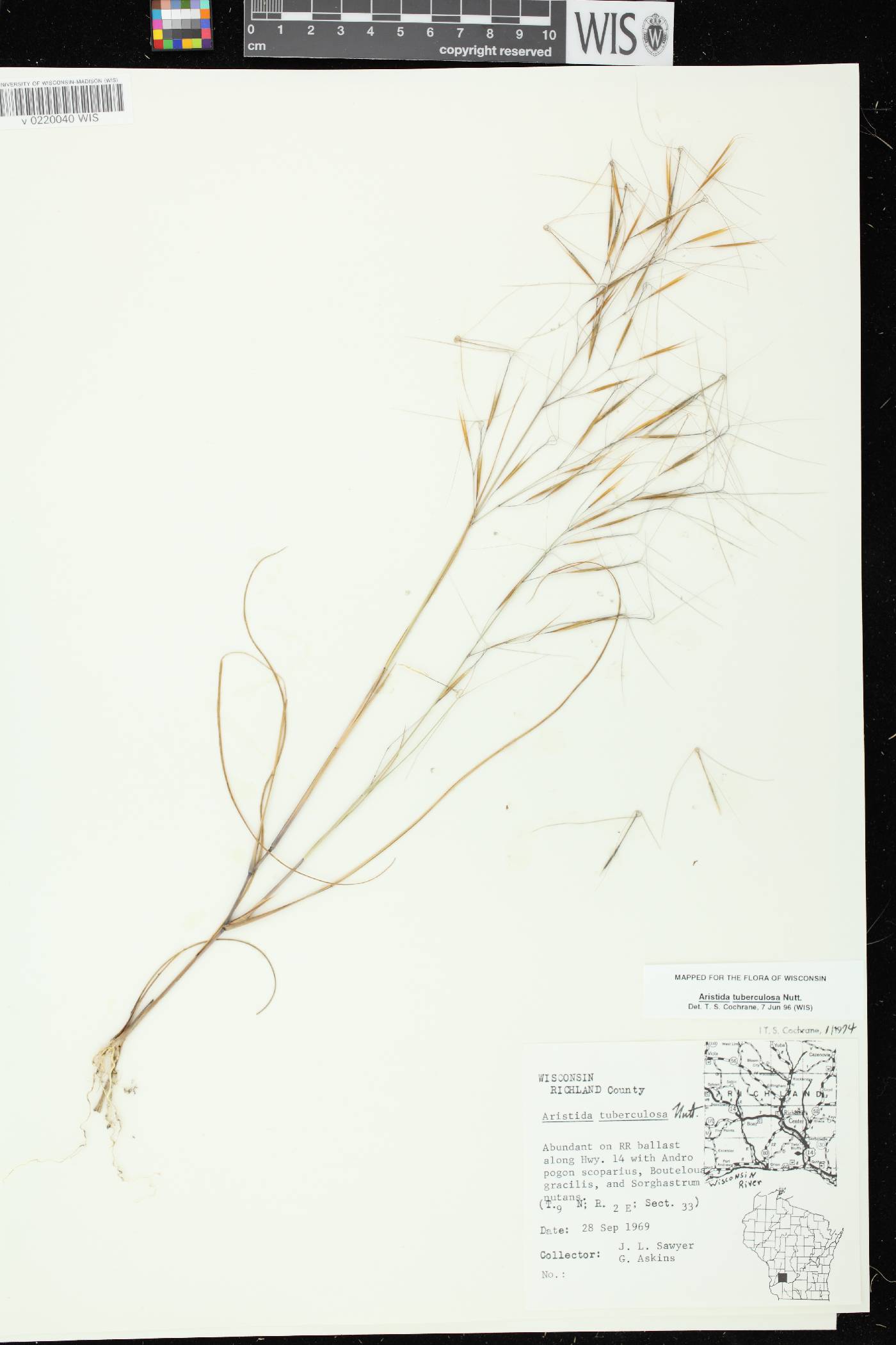 Aristida tuberculosa image