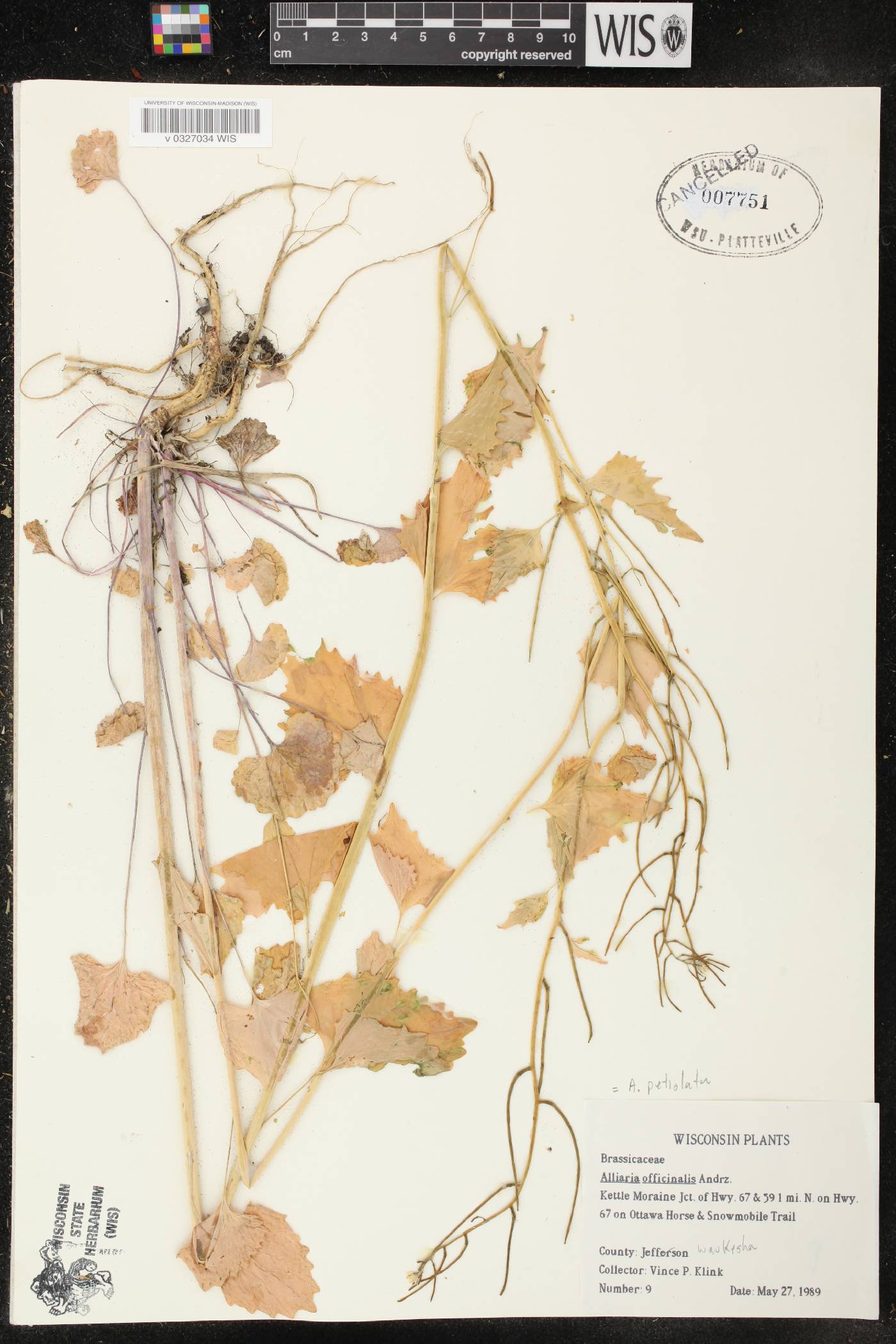 Alliaria petiolata image
