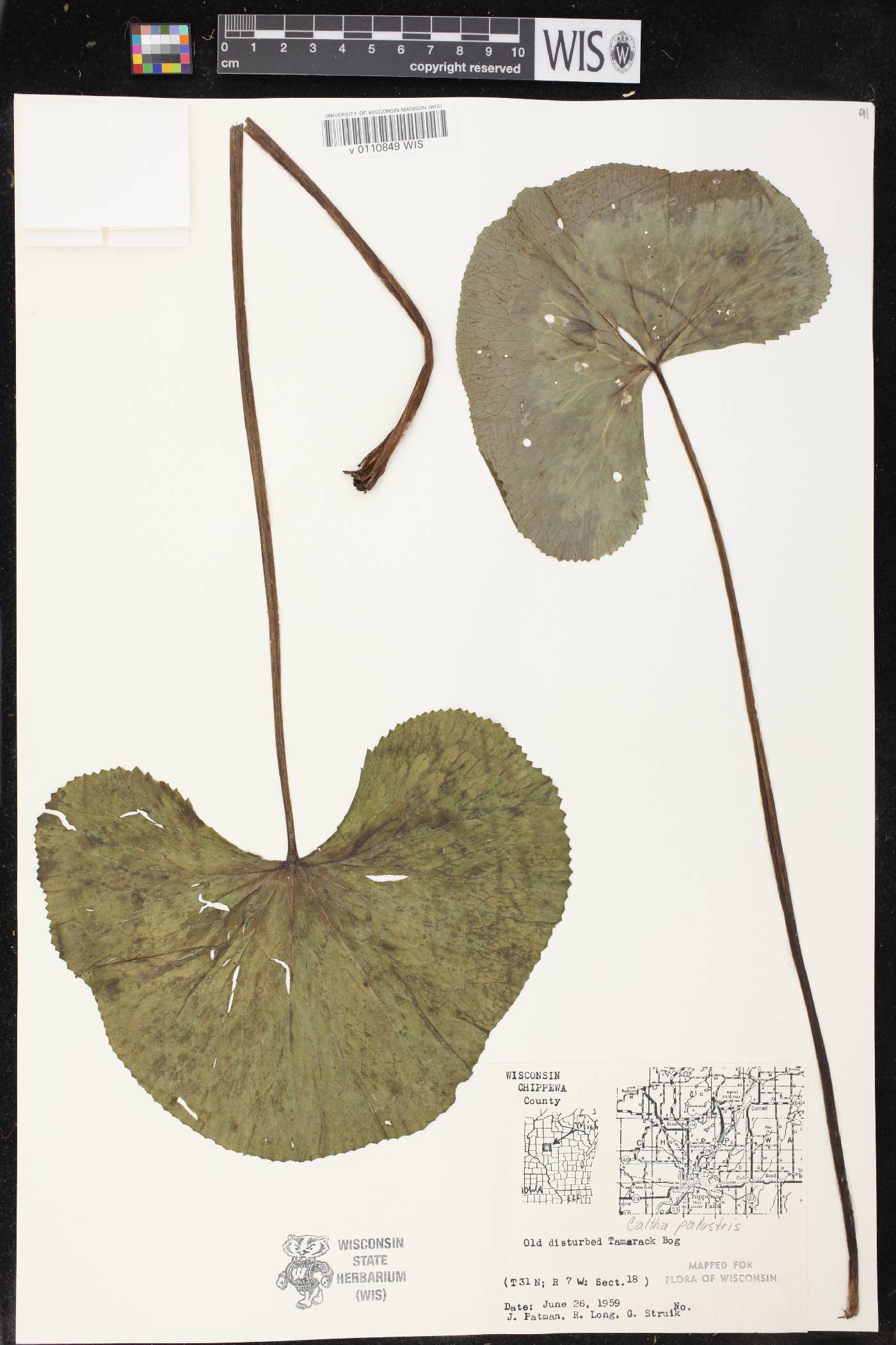 Caltha palustris image