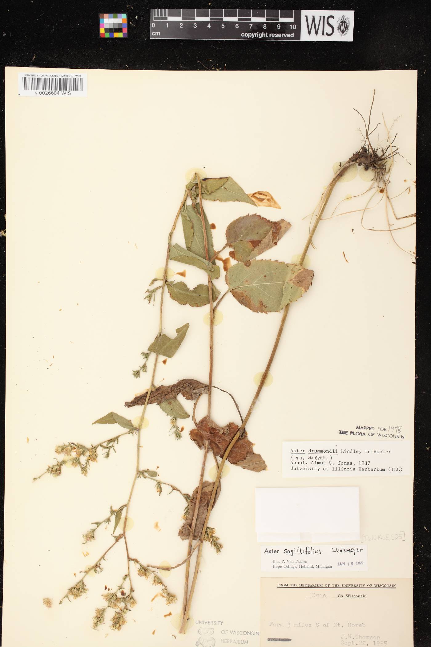Symphyotrichum drummondii var. drummondii image