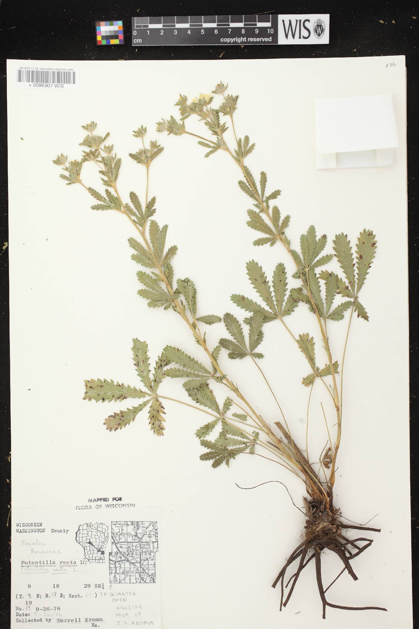 Potentilla recta image