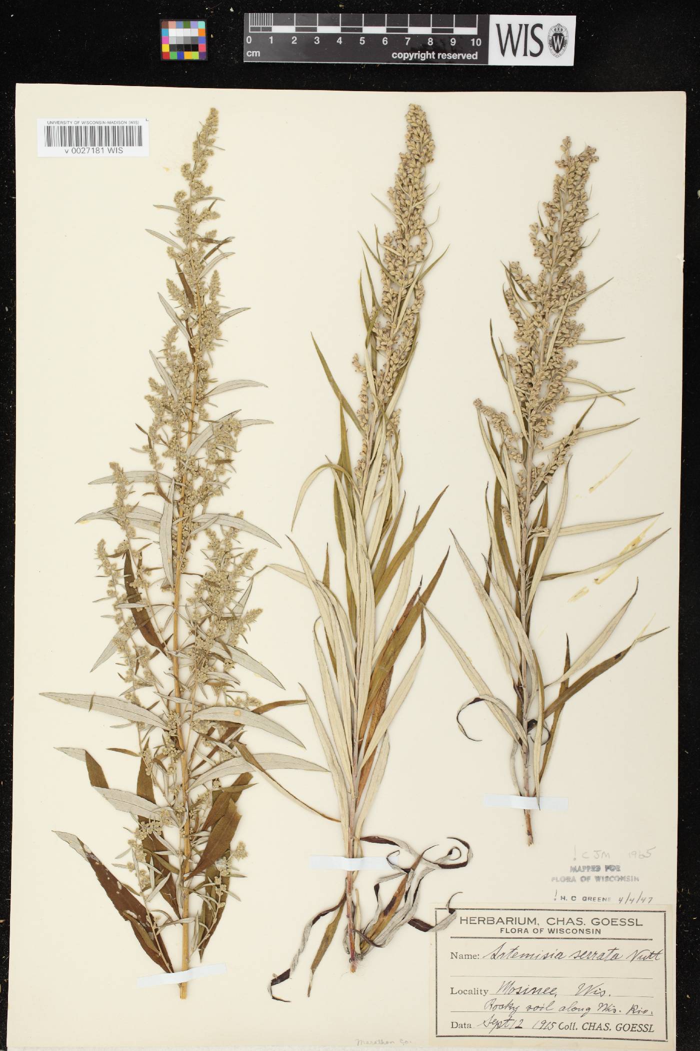 Artemisia serrata image